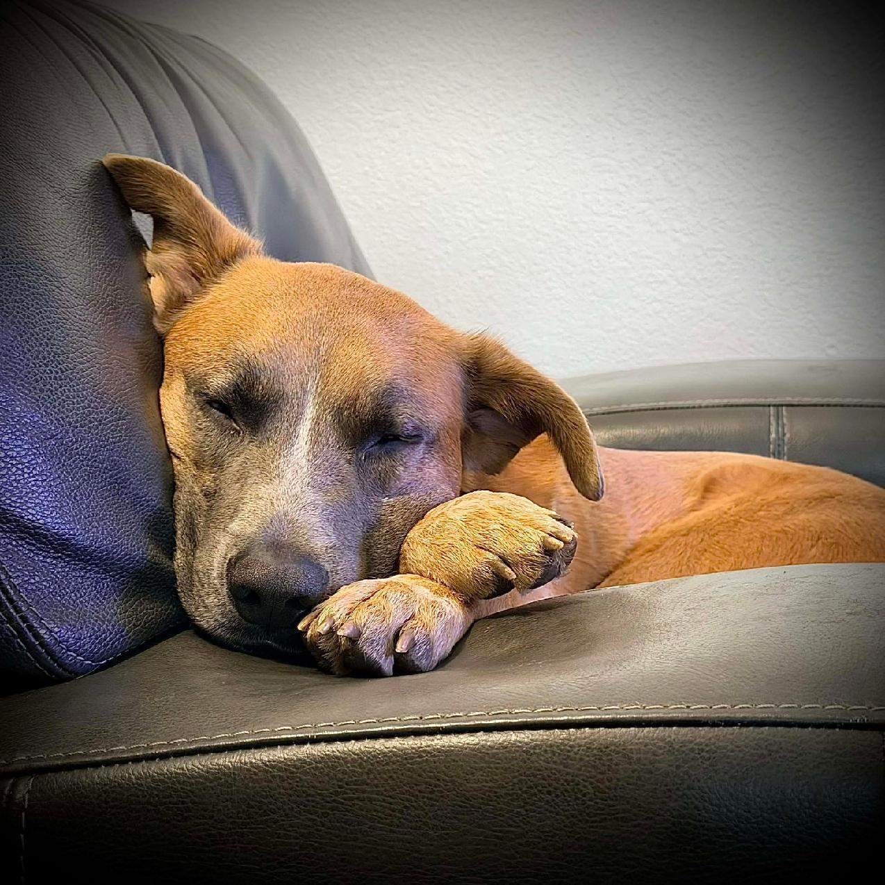 Enlarge Duke, a ADOPTABLE mixed breed in Waverly, IA image 3/6