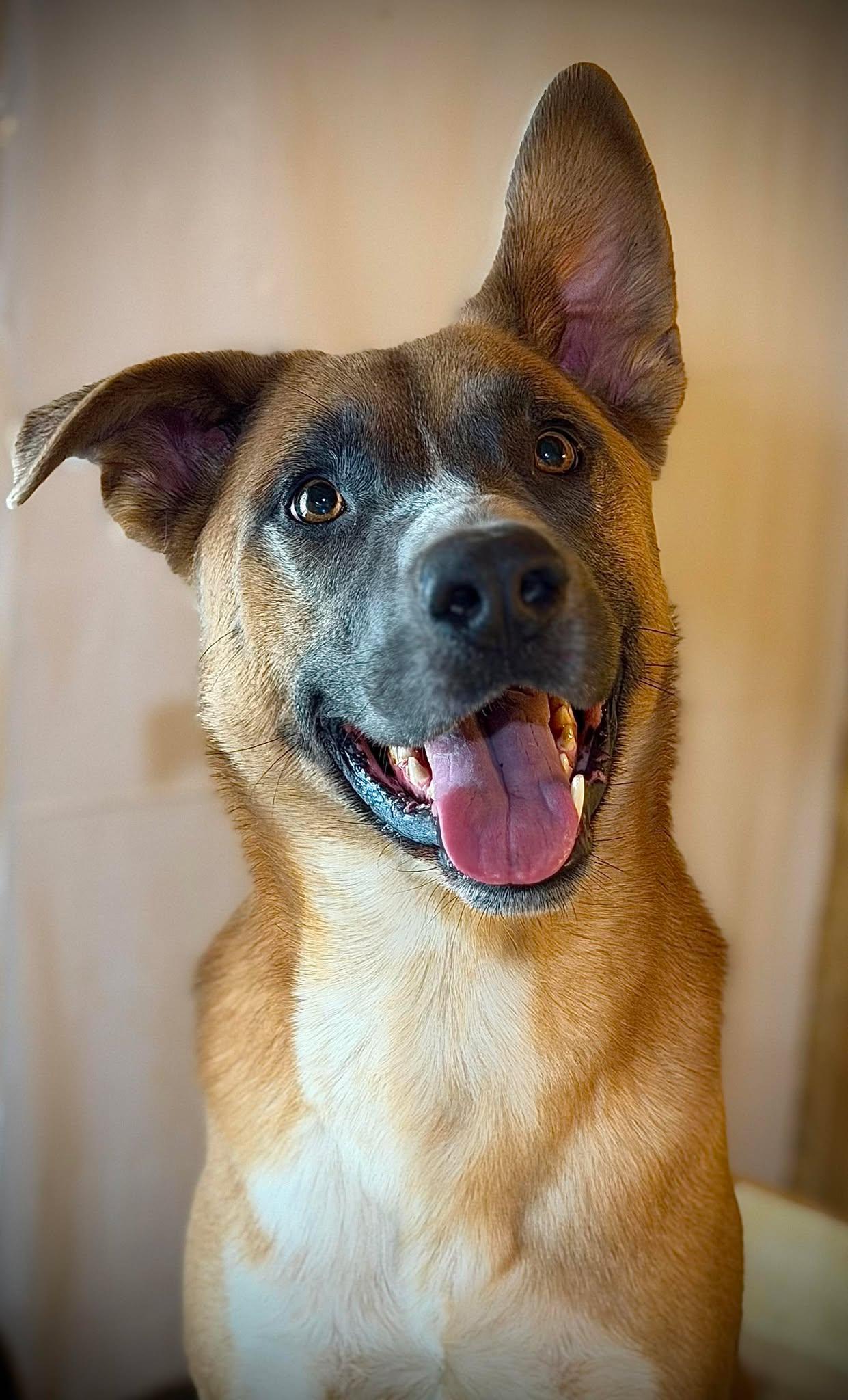 Enlarge Duke, a ADOPTABLE mixed breed in Waverly, IA image 1/6