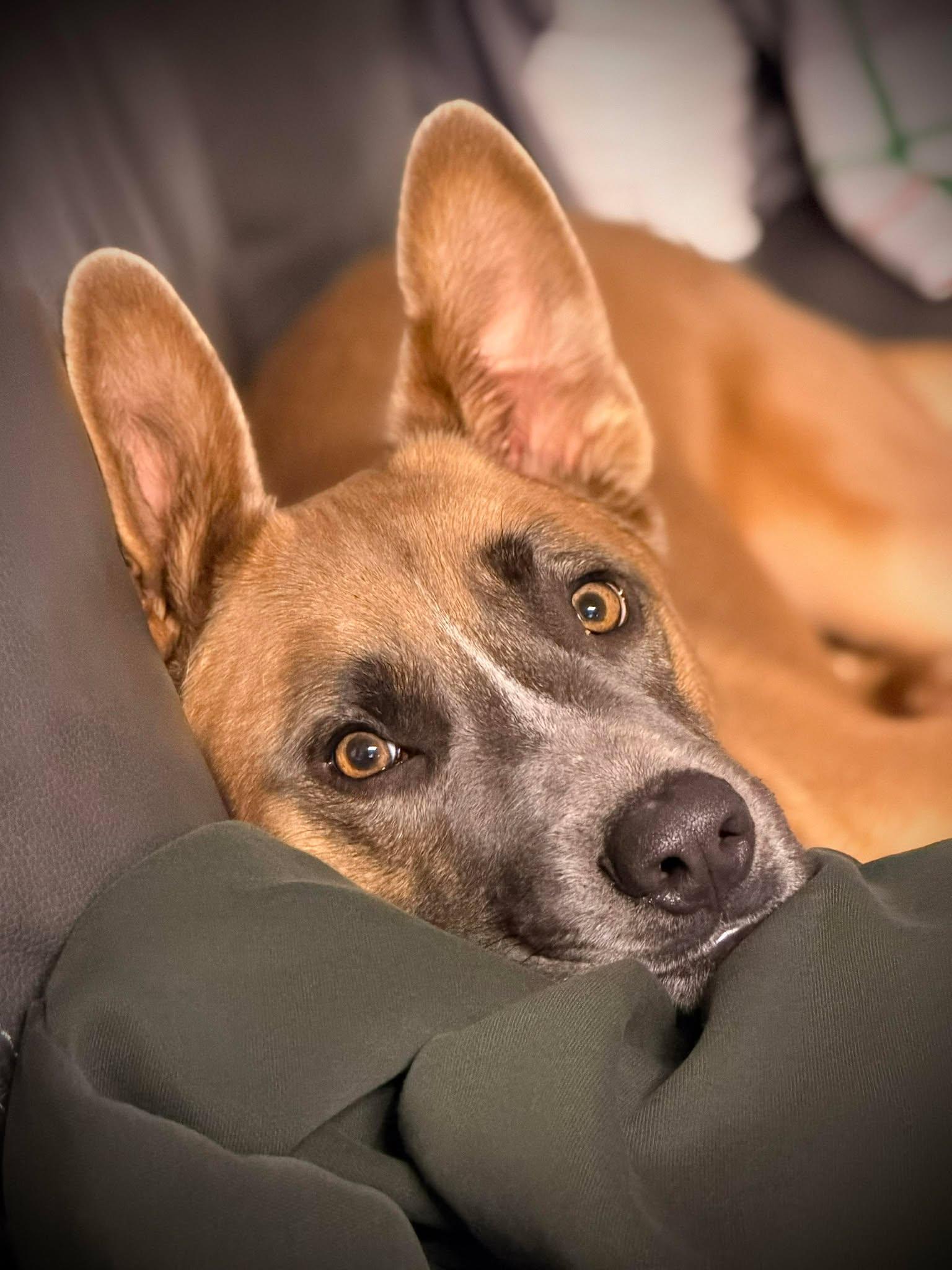 Enlarge Duke, a ADOPTABLE mixed breed in Waverly, IA image 4/6