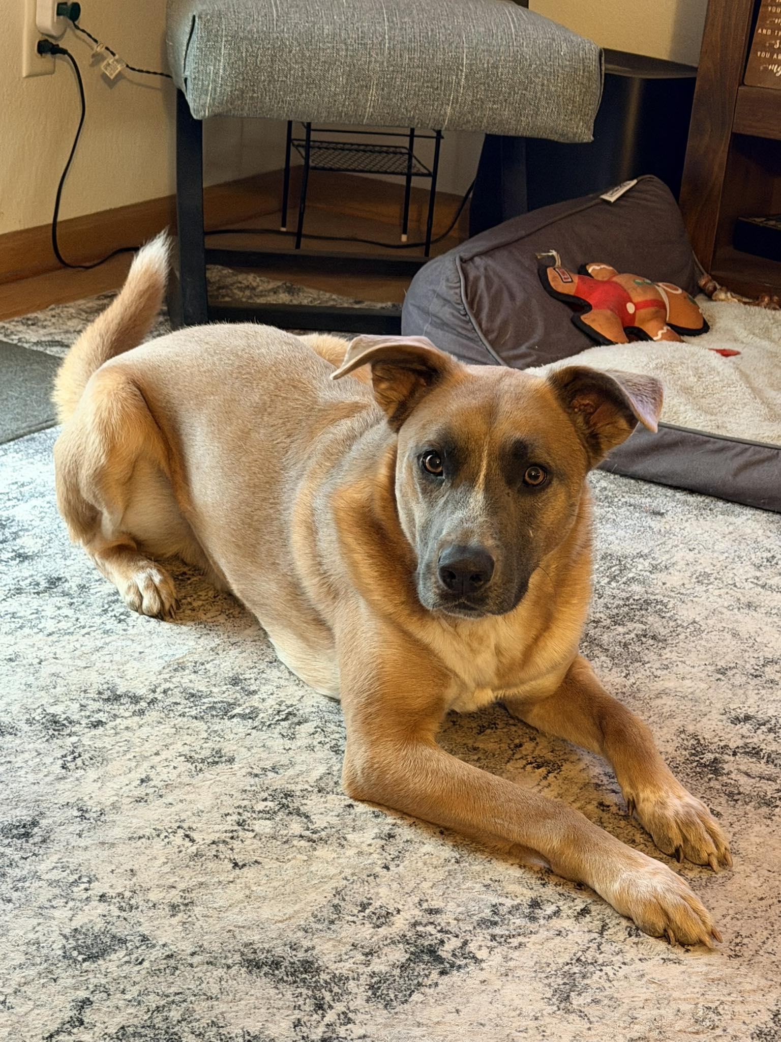 Enlarge Duke, a ADOPTABLE mixed breed in Waverly, IA image 6/6