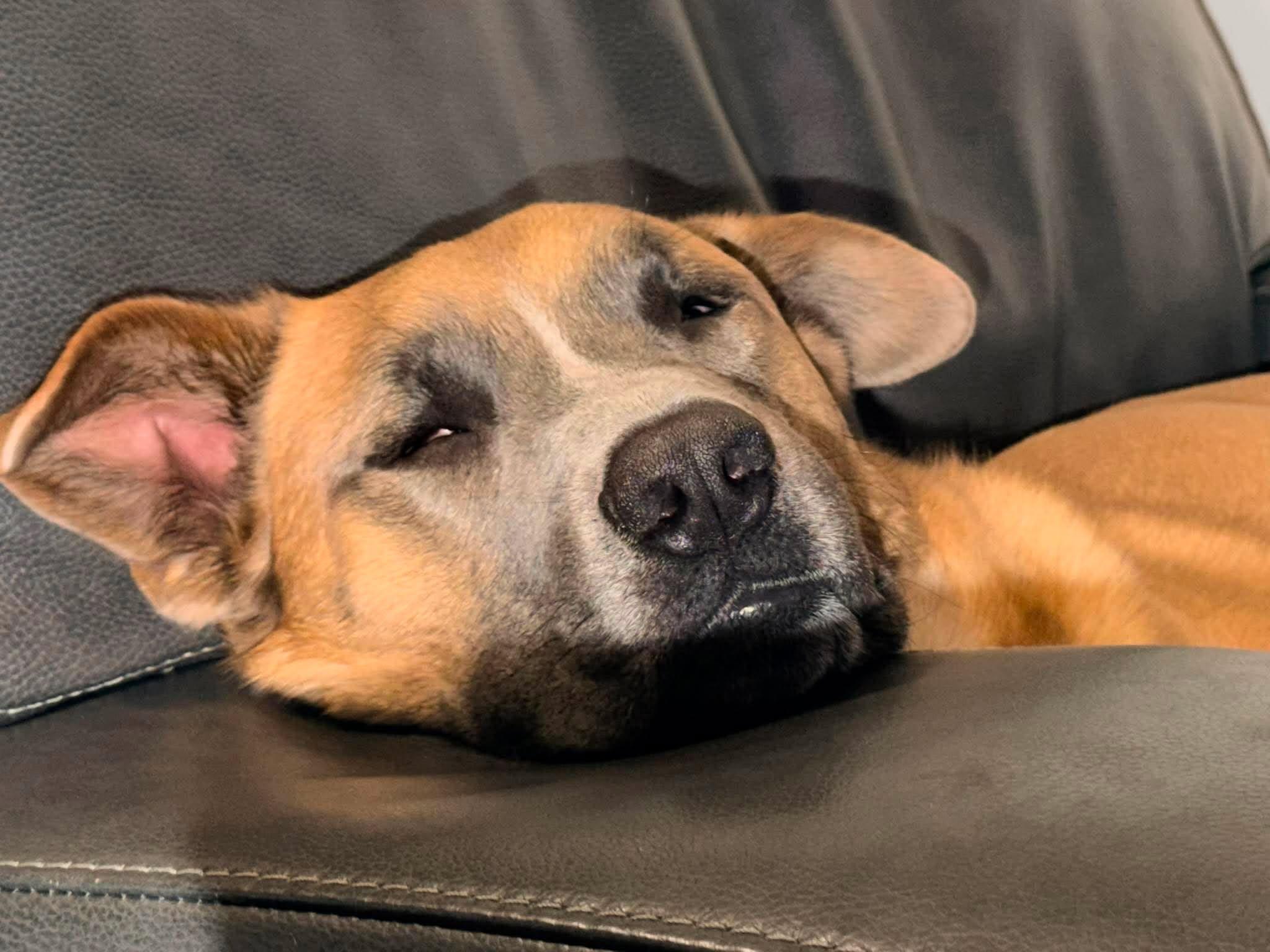 Duke, a ADOPTABLE mixed breed in Waverly, IA image 1/6