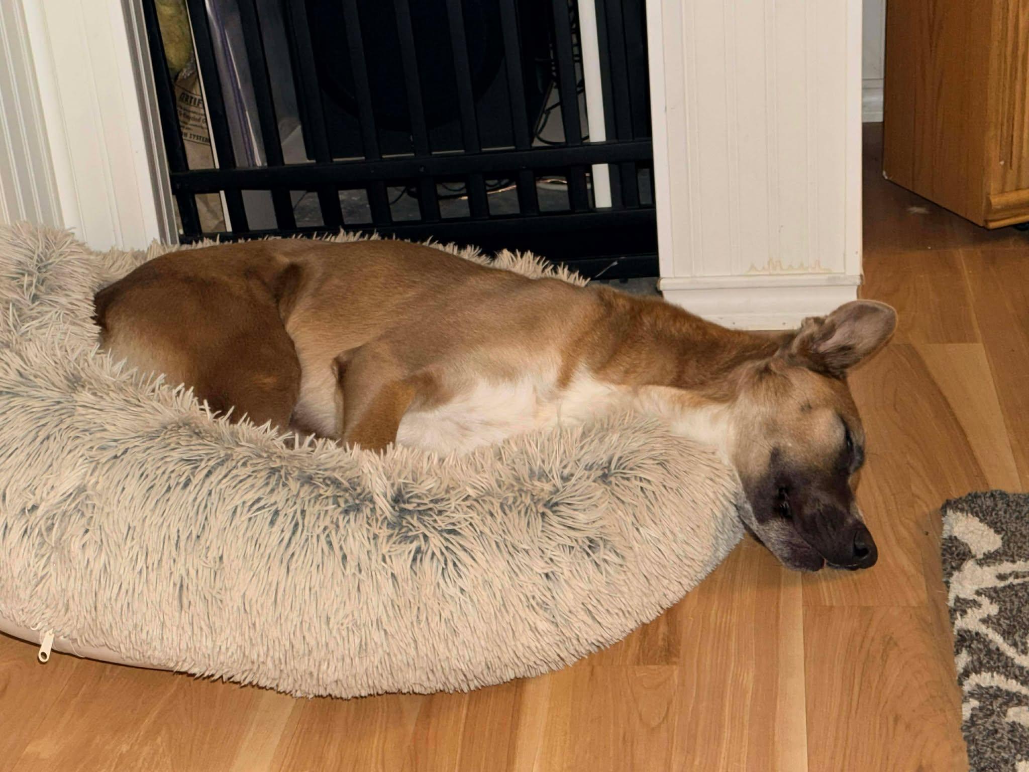 Enlarge Duke, a ADOPTABLE mixed breed in Waverly, IA image 6/6