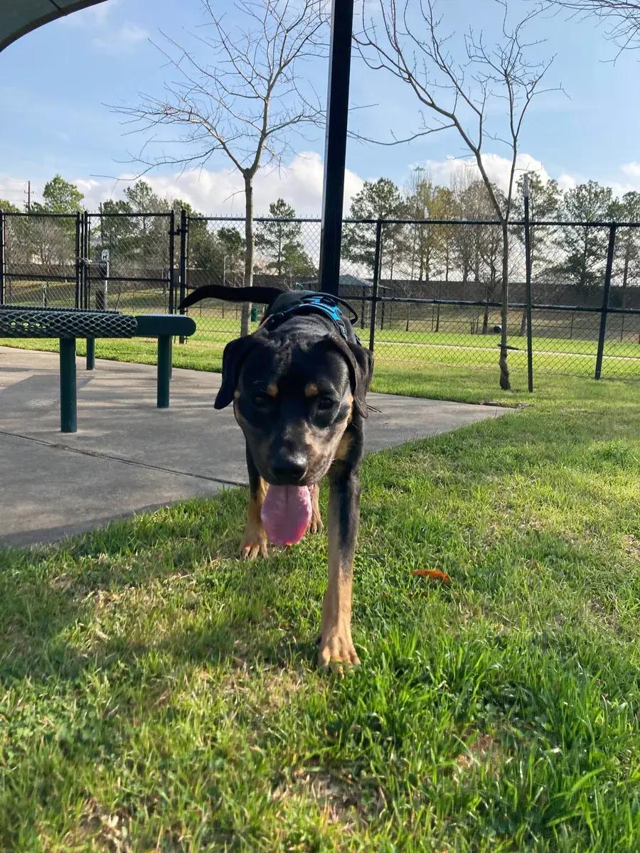 Enlarge Dino, an adopted Rottweiler in Polk, OH image 2/2