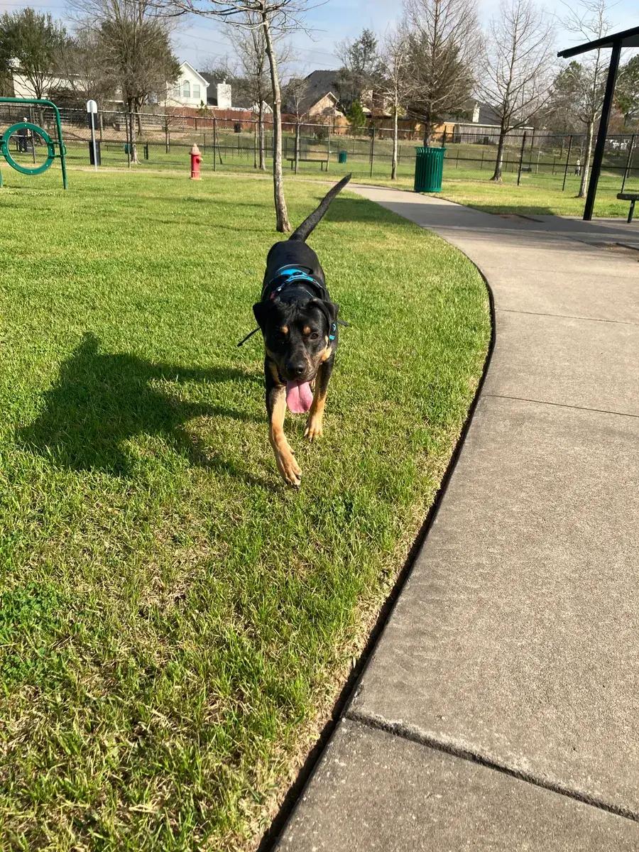 Dino, adopted, Young Male Rottweiler.