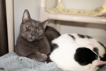 Rubiks — thumbnail 2