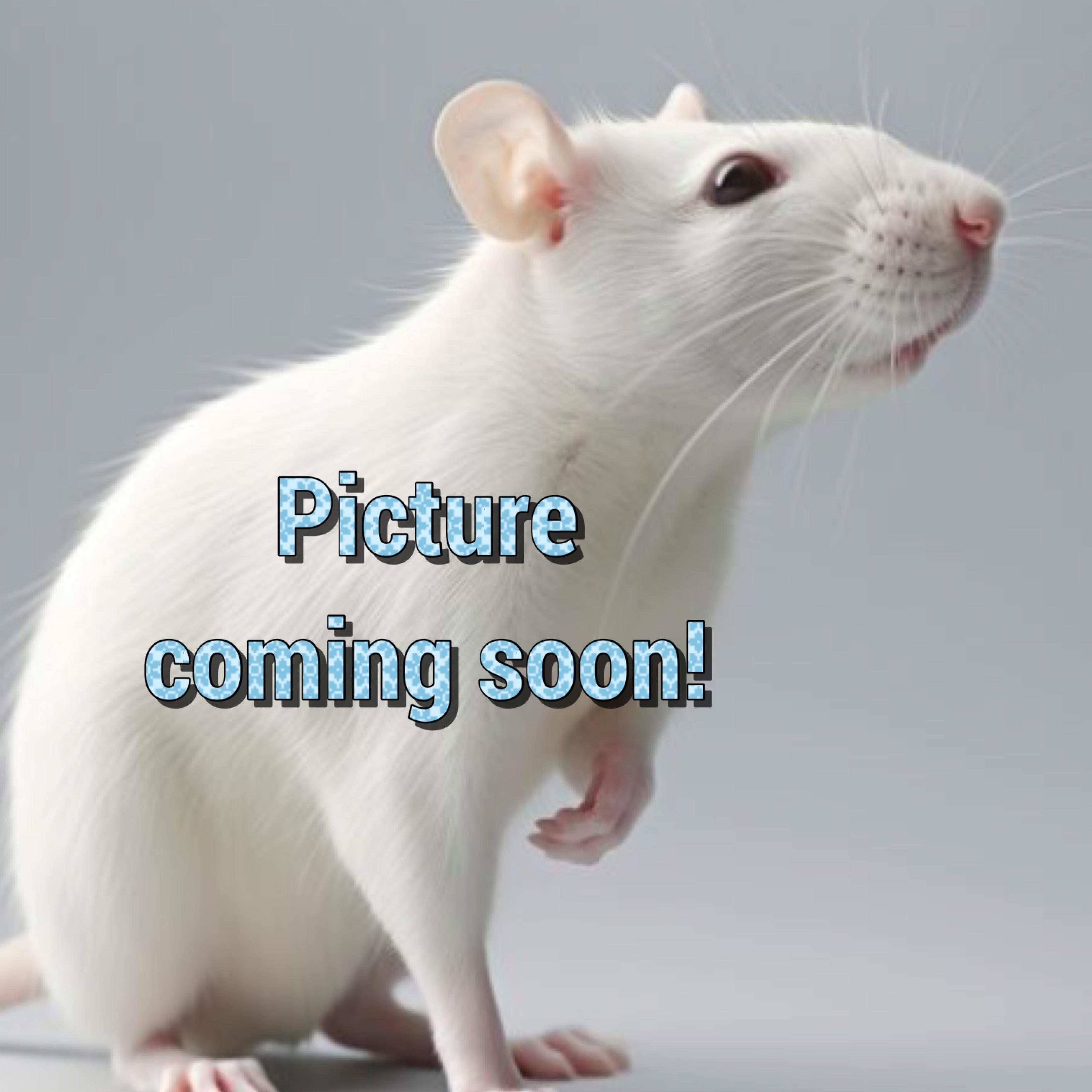 Bo and Moe, adopted, Young Male Rat.
