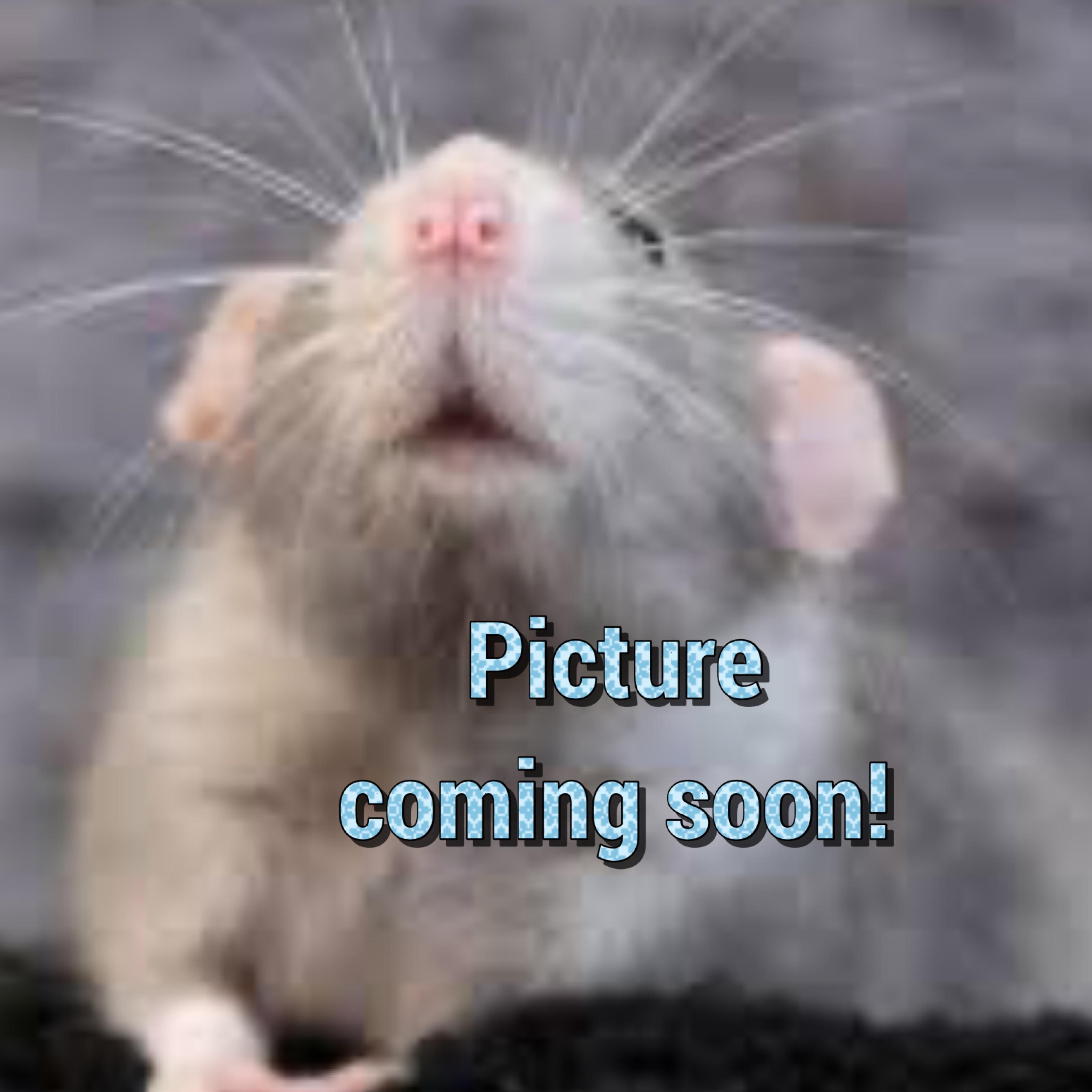 Bo and Moe, an adopted Rat in Elyria, OH image 2/2
