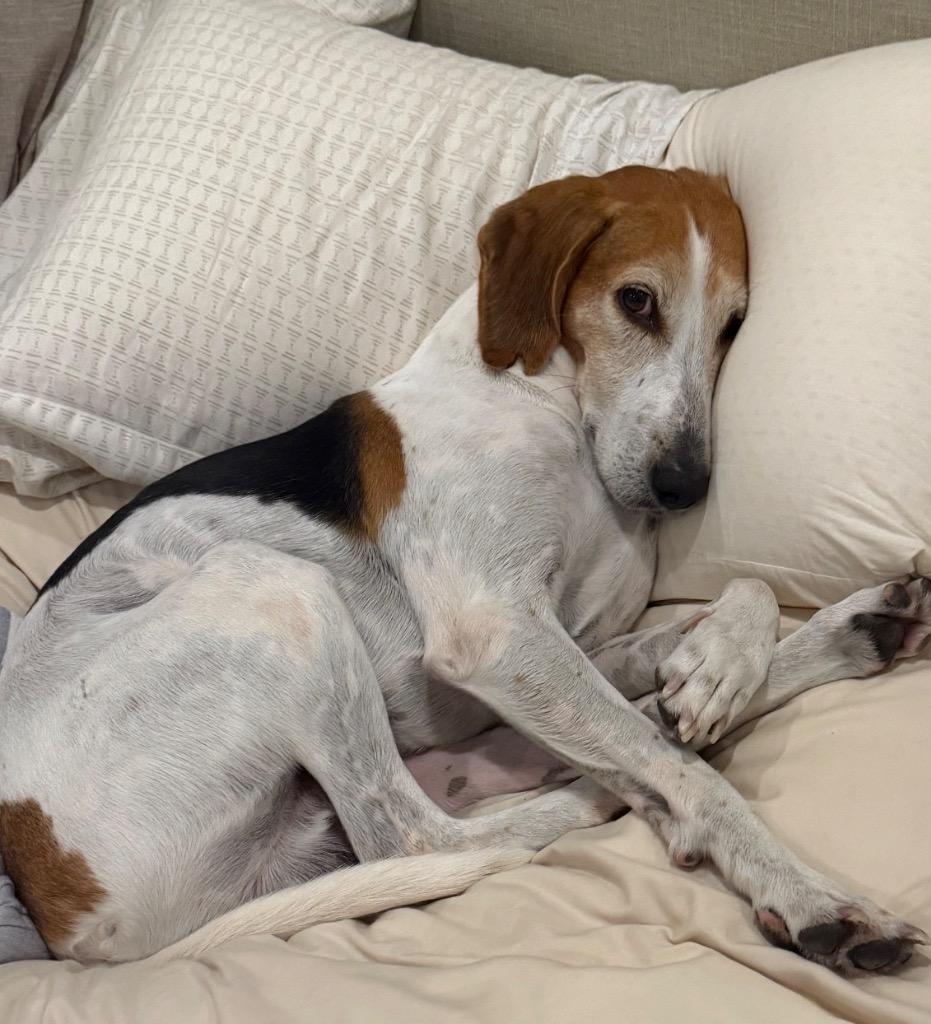 Hank, Adoptable, Adult Male Hound.