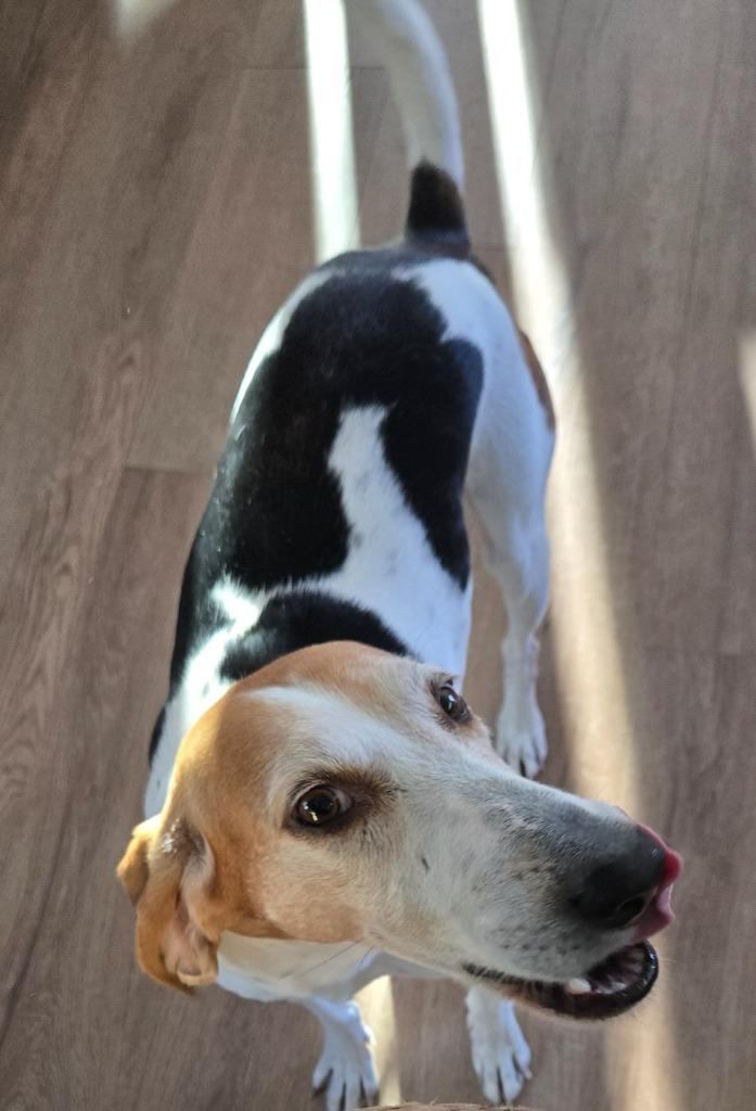 Enlarge Hank, a Adoptable mixed breed in New Bern, NC image 2/2