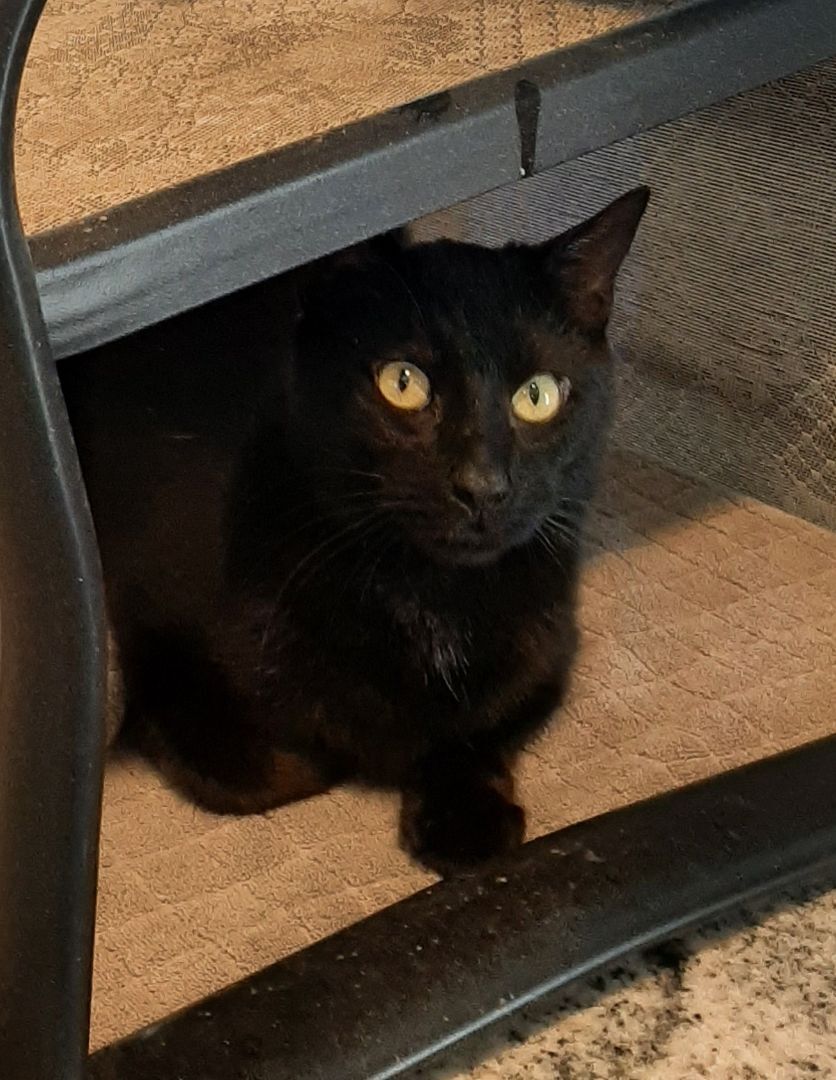 Inky, a Adoptable Domestic Short Hair in Garden City, MI image 1/12