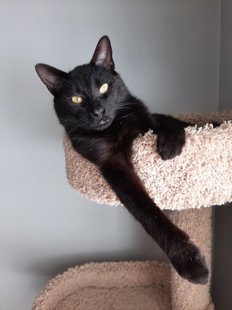 Inky, a Adoptable Domestic Short Hair in Garden City, MI image 2/12