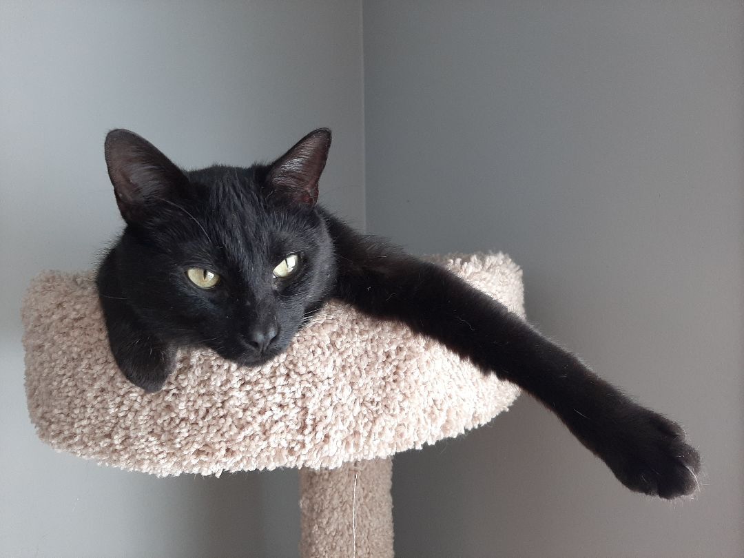 Inky, a Adoptable Domestic Short Hair in Garden City, MI image 3/12