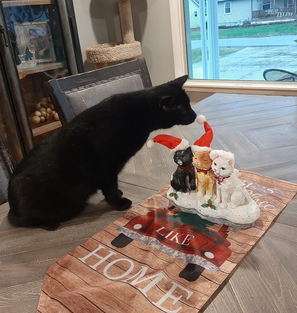 Inky, Adoptable, Adult Male Domestic Short Hair.