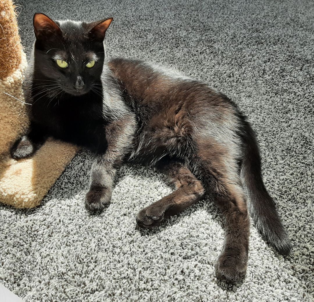 Inky, a Adoptable Domestic Short Hair in Garden City, MI image 5/12