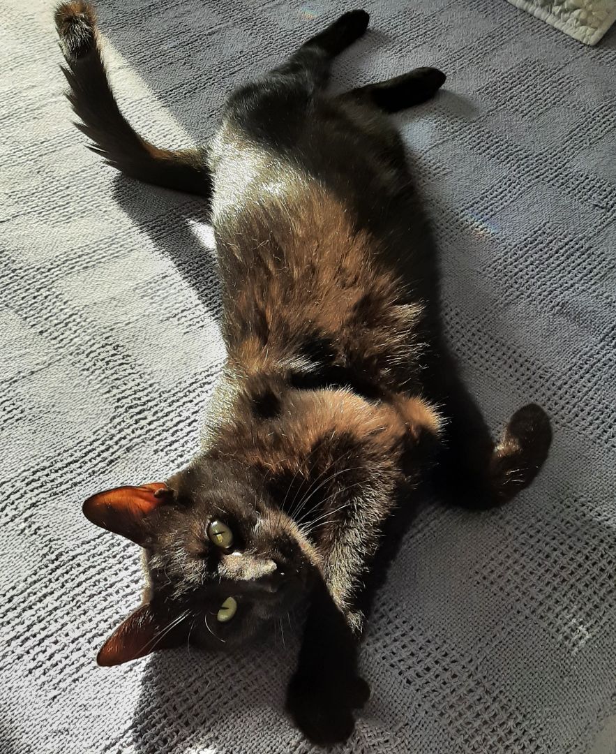 Inky, a Adoptable Domestic Short Hair in Garden City, MI image 6/12