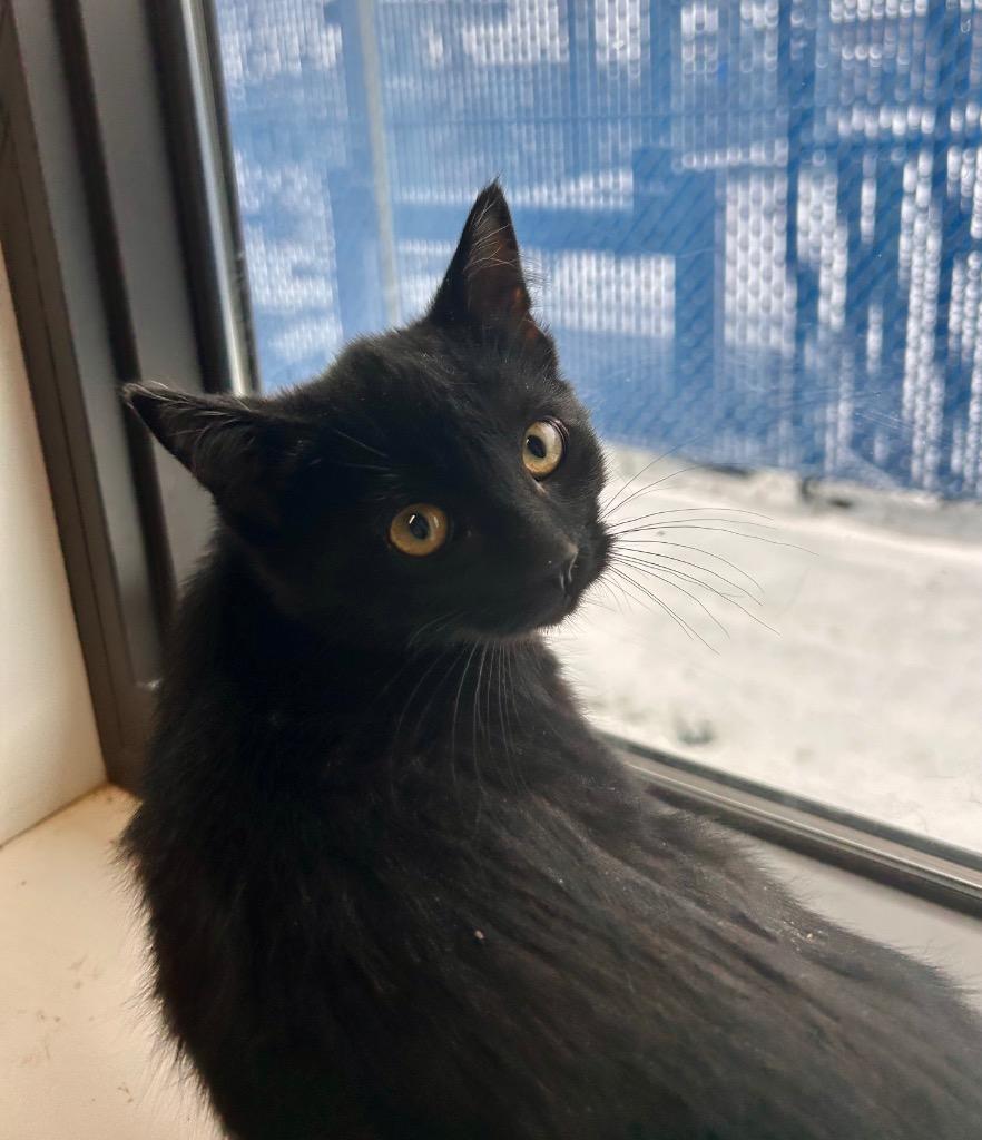 Wish, a Adoptable mixed breed in Minot, ND image 1/2