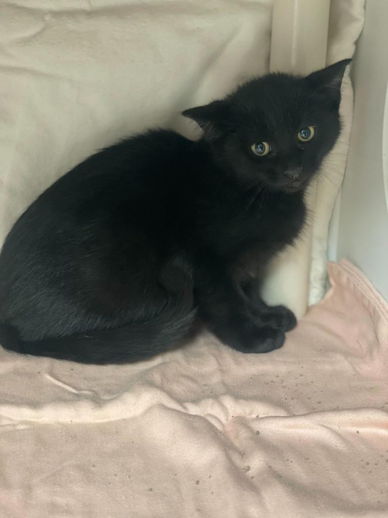 Wish, a Adoptable mixed breed in Minot, ND image 2/2