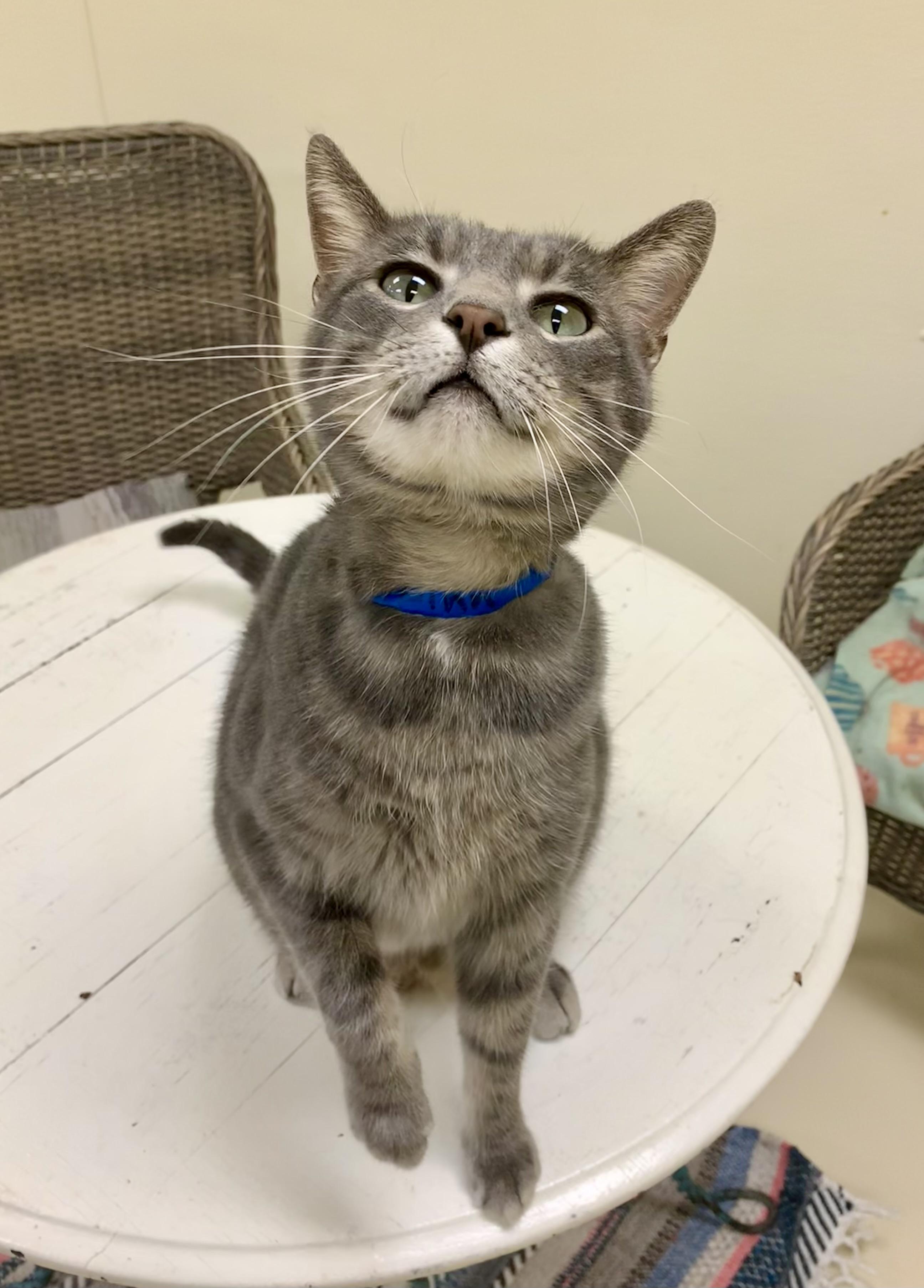 Finn, ADOPTABLE, Adult Male Domestic Short Hair.