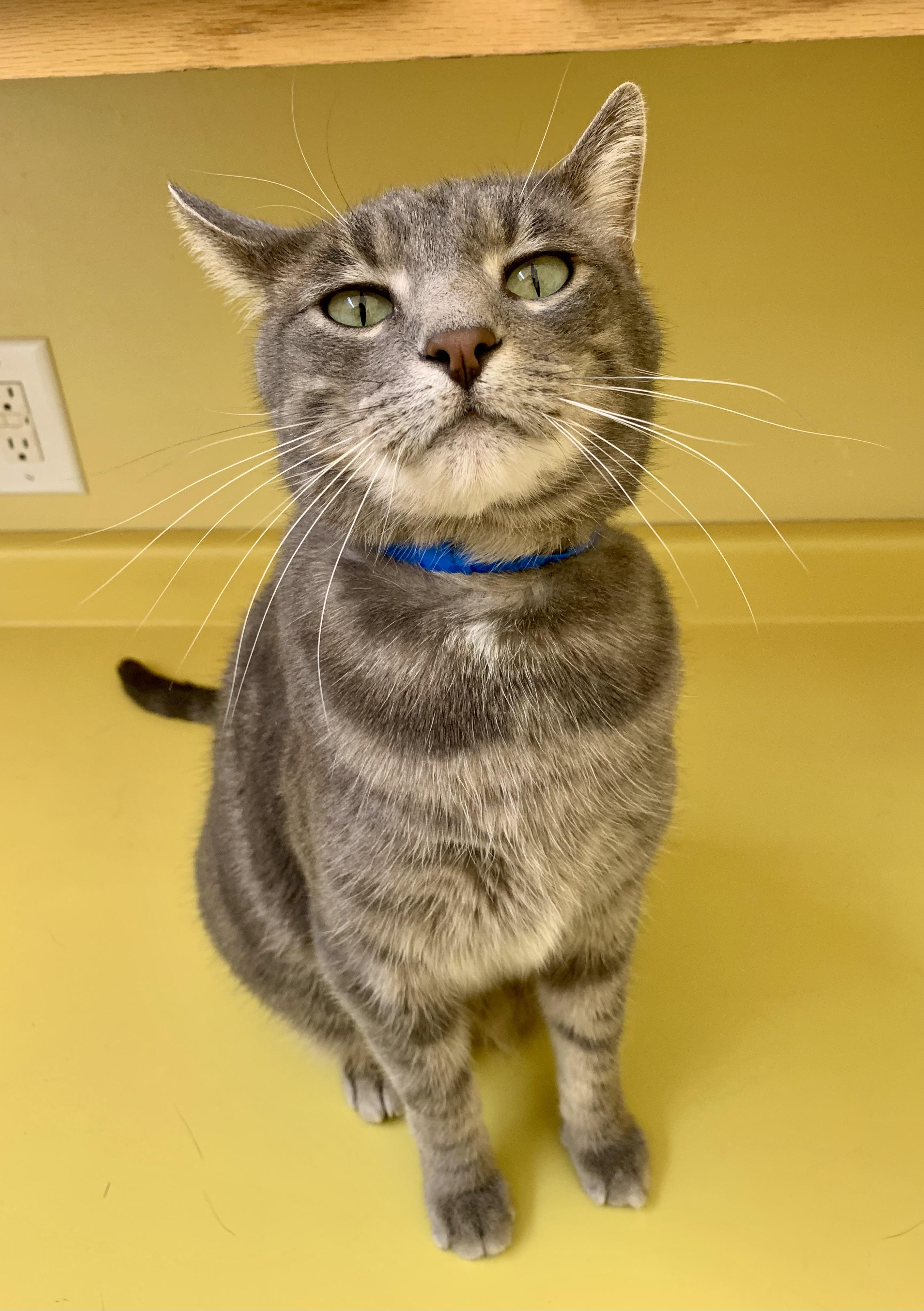 Enlarge Finn, a ADOPTABLE Domestic Short Hair in Keokuk, IA image 3/4