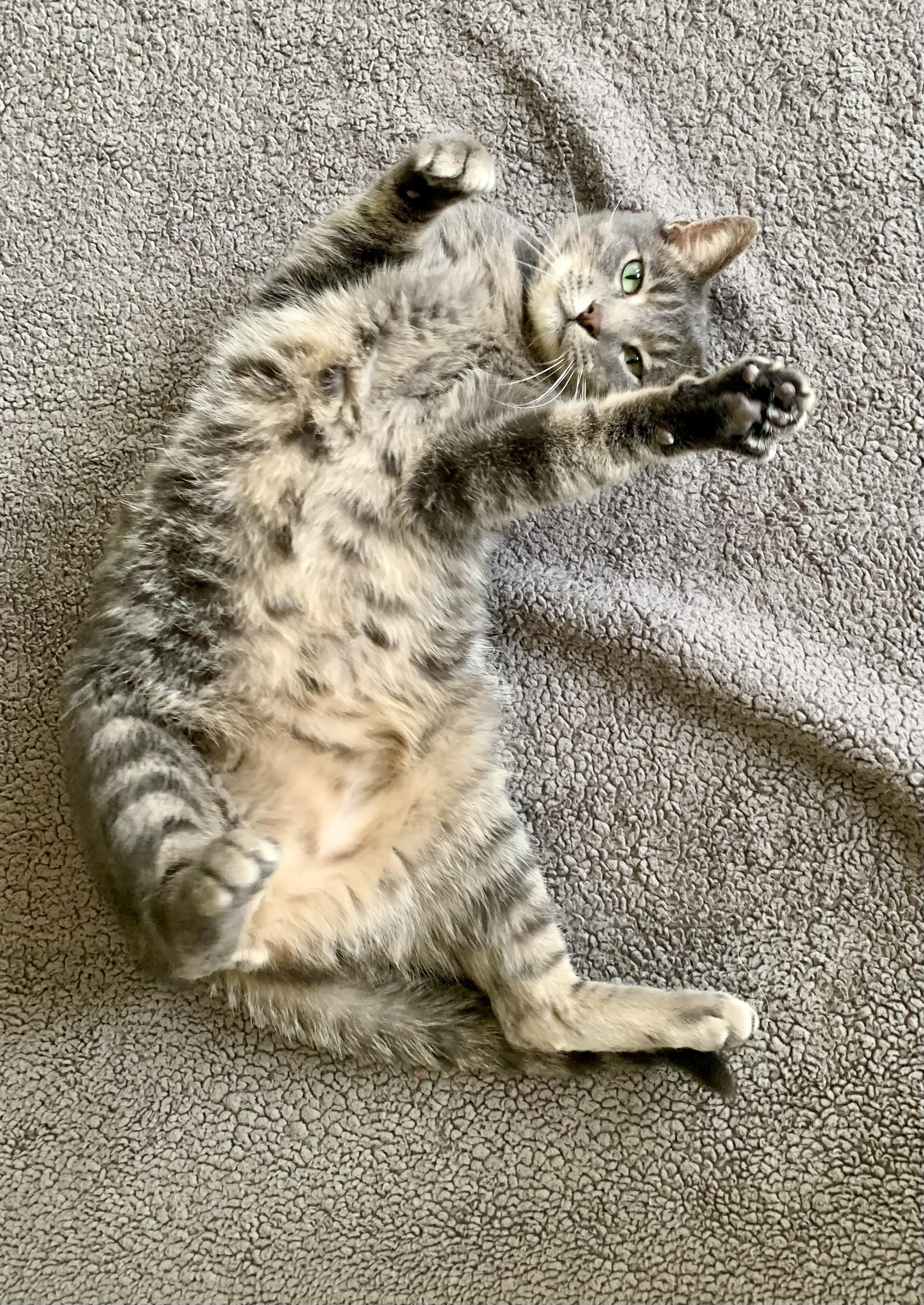 Enlarge Finn, a ADOPTABLE Domestic Short Hair in Keokuk, IA image 2/4