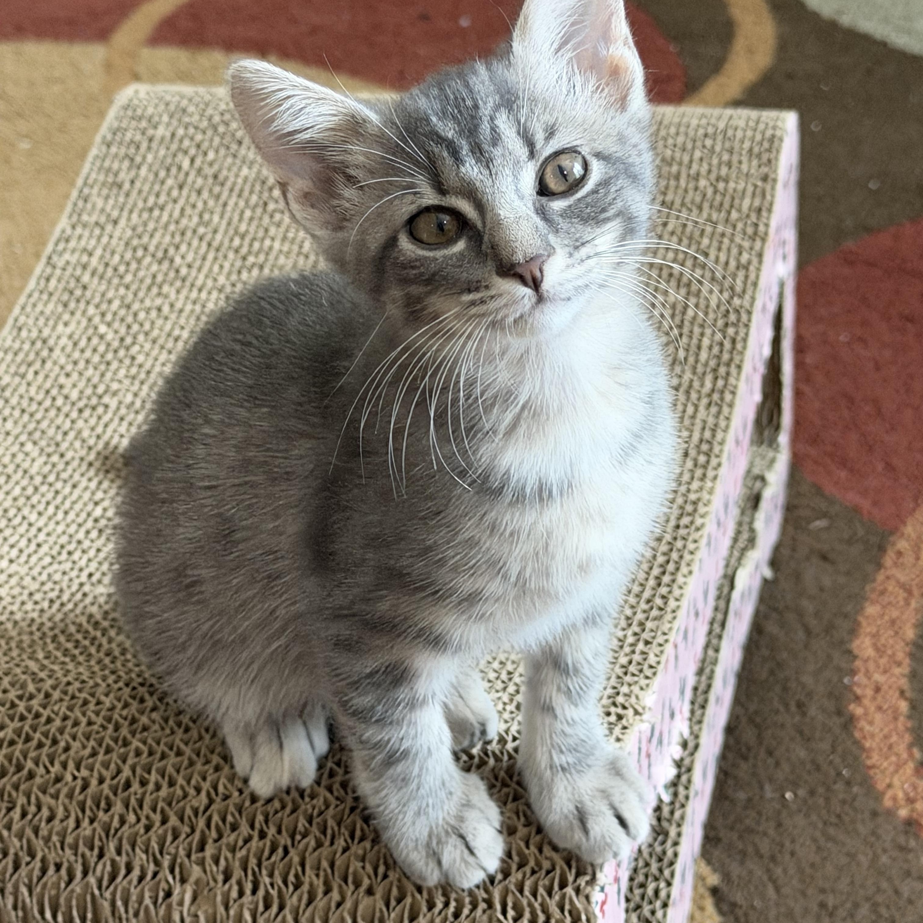 Porsche, adopted, Kitten Female Domestic Short Hair.