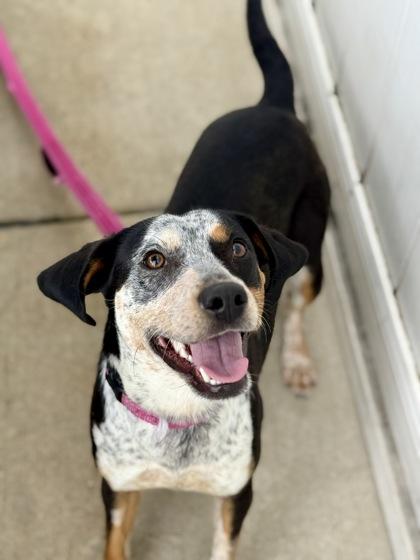 Enlarge Pringle, an adopted mixed breed in Downers Grove, IL image 2/3