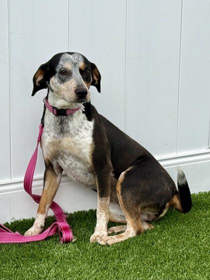 Enlarge Pringle, an adopted mixed breed in Downers Grove, IL image 3/3