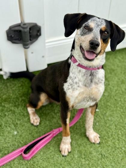 Pringle, adopted, Adult Female Beagle.