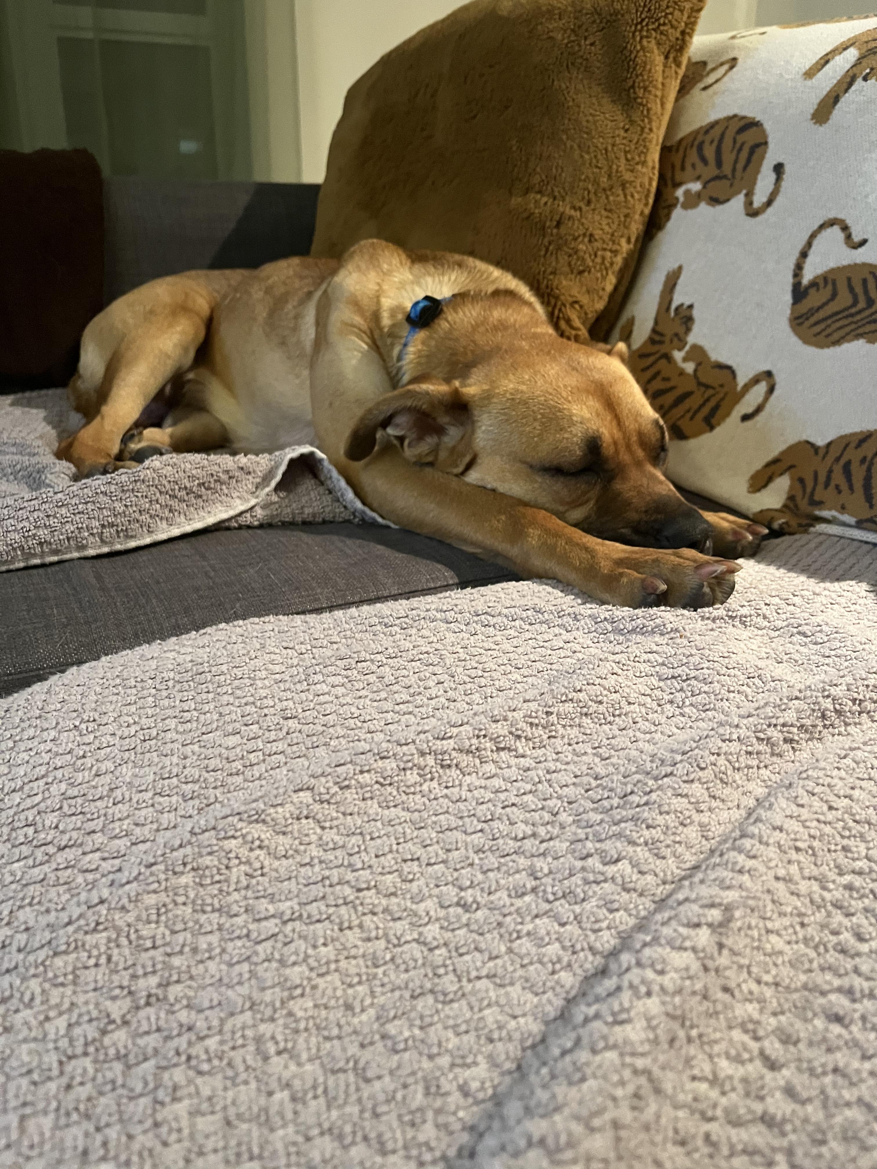 Enlarge Stella, a ADOPTABLE mixed breed in Toronto, ON image 2/6