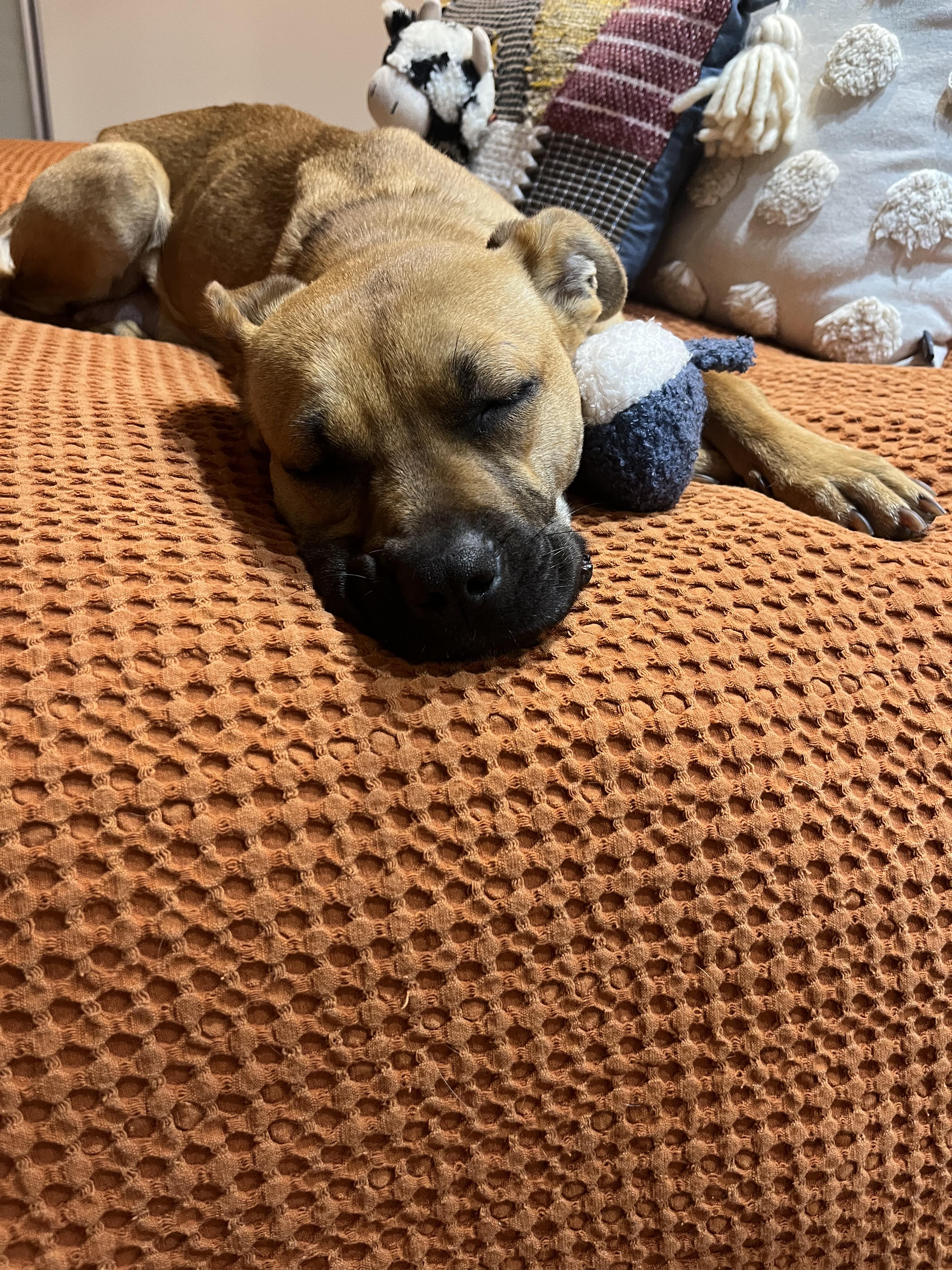 Enlarge Stella, a ADOPTABLE mixed breed in Toronto, ON image 3/6