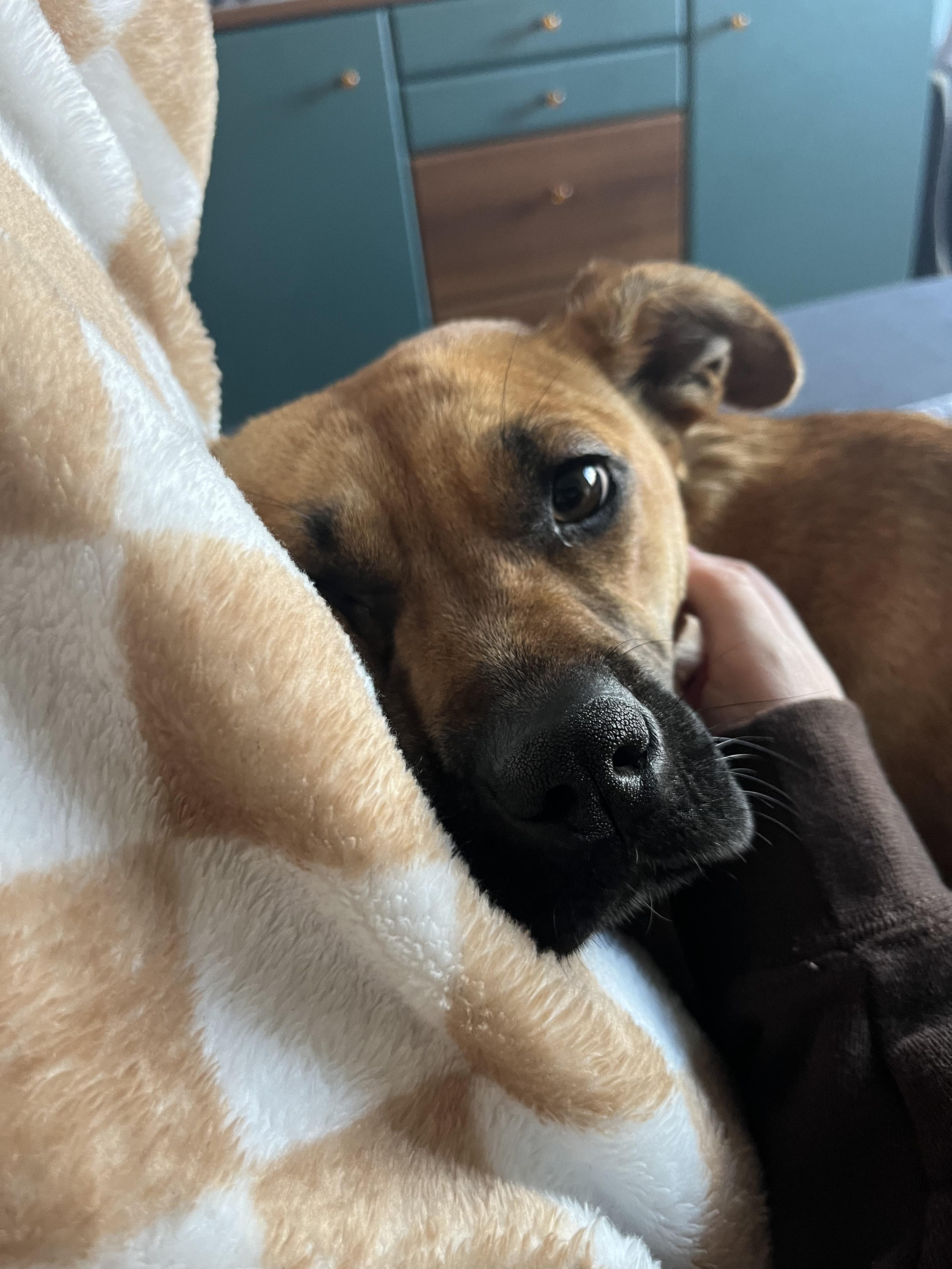 Enlarge Stella, a ADOPTABLE mixed breed in Toronto, ON image 1/6