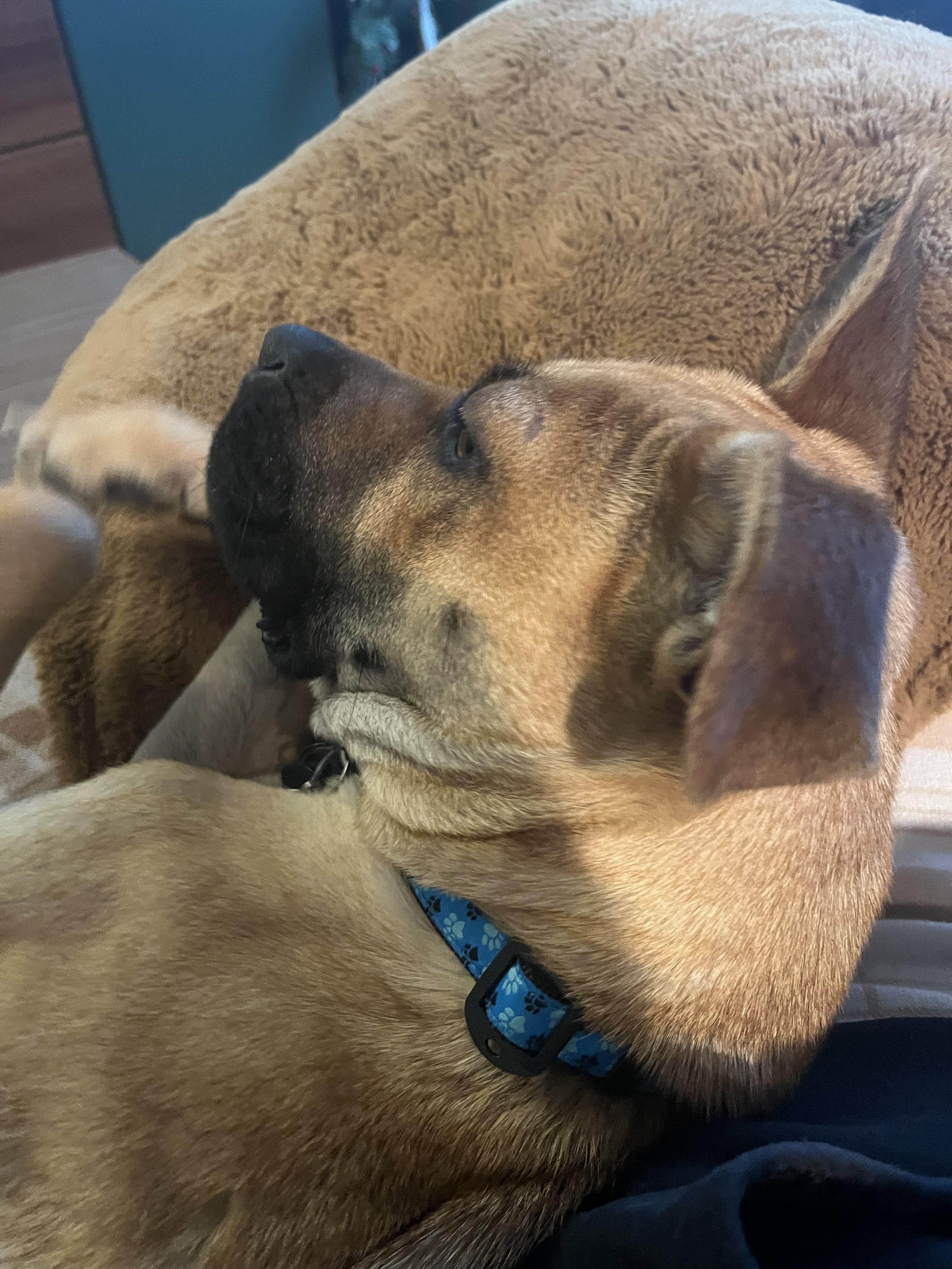 Enlarge Stella, a ADOPTABLE mixed breed in Toronto, ON image 4/6