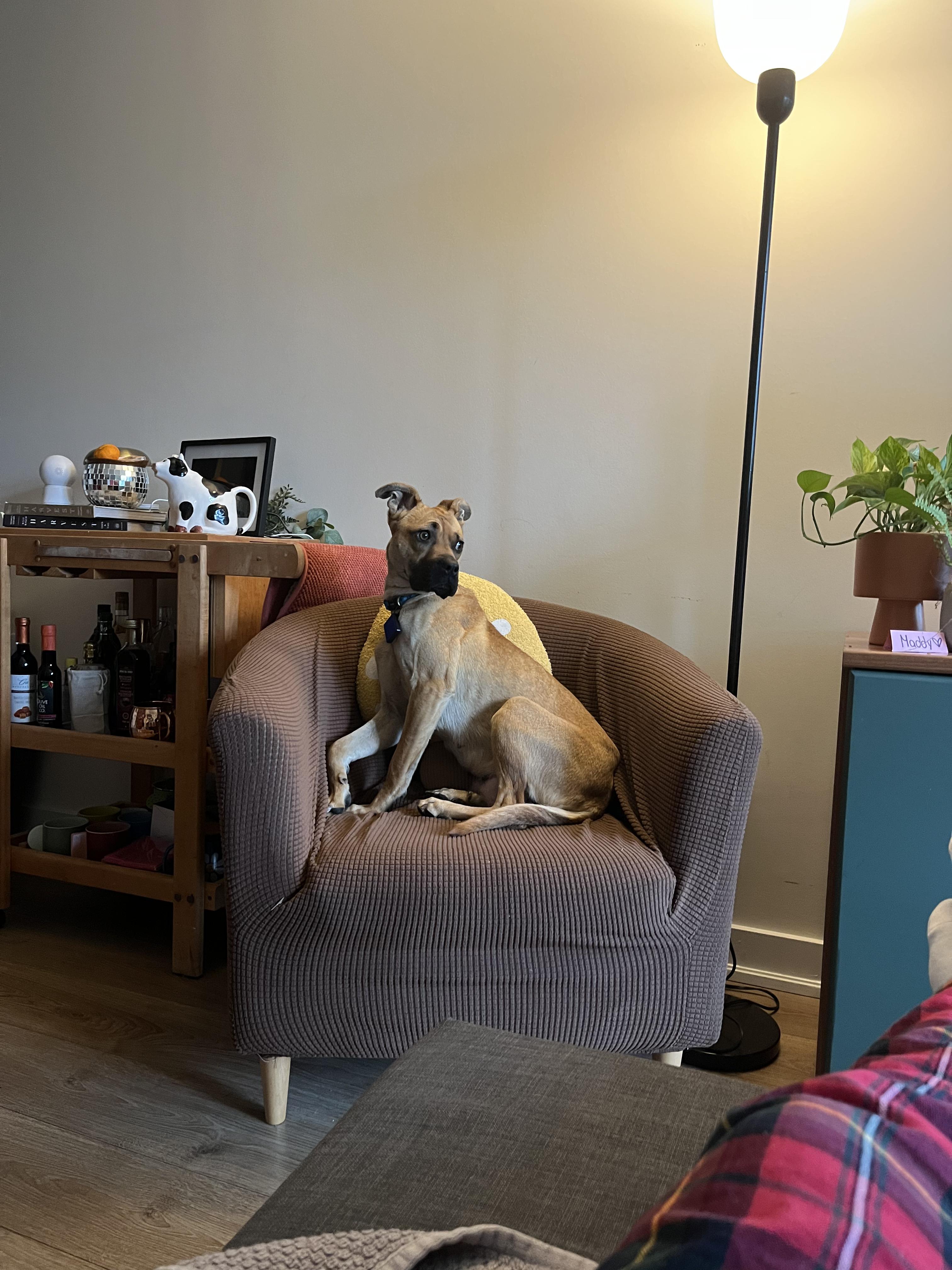 Enlarge Stella, a ADOPTABLE mixed breed in Toronto, ON image 5/6