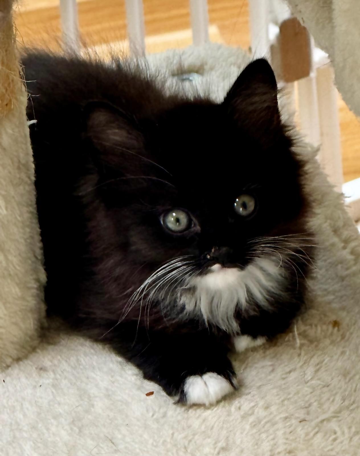 Midnight and Misty in foster care, Adopted, Kitten Female Domestic Long Hair.