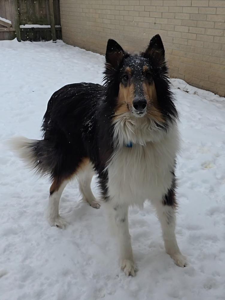 Enlarge Marlee, a Adoptable Collie in Oakland, MI image 2/4