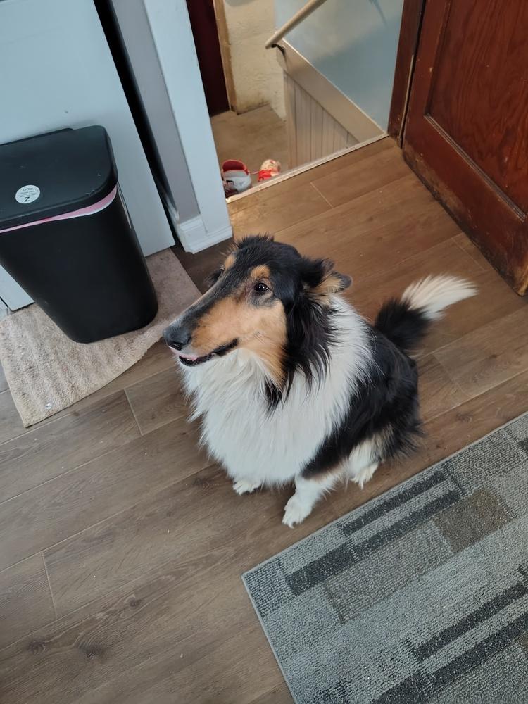 Enlarge Marlee, a Adoptable Collie in Oakland, MI image 3/4