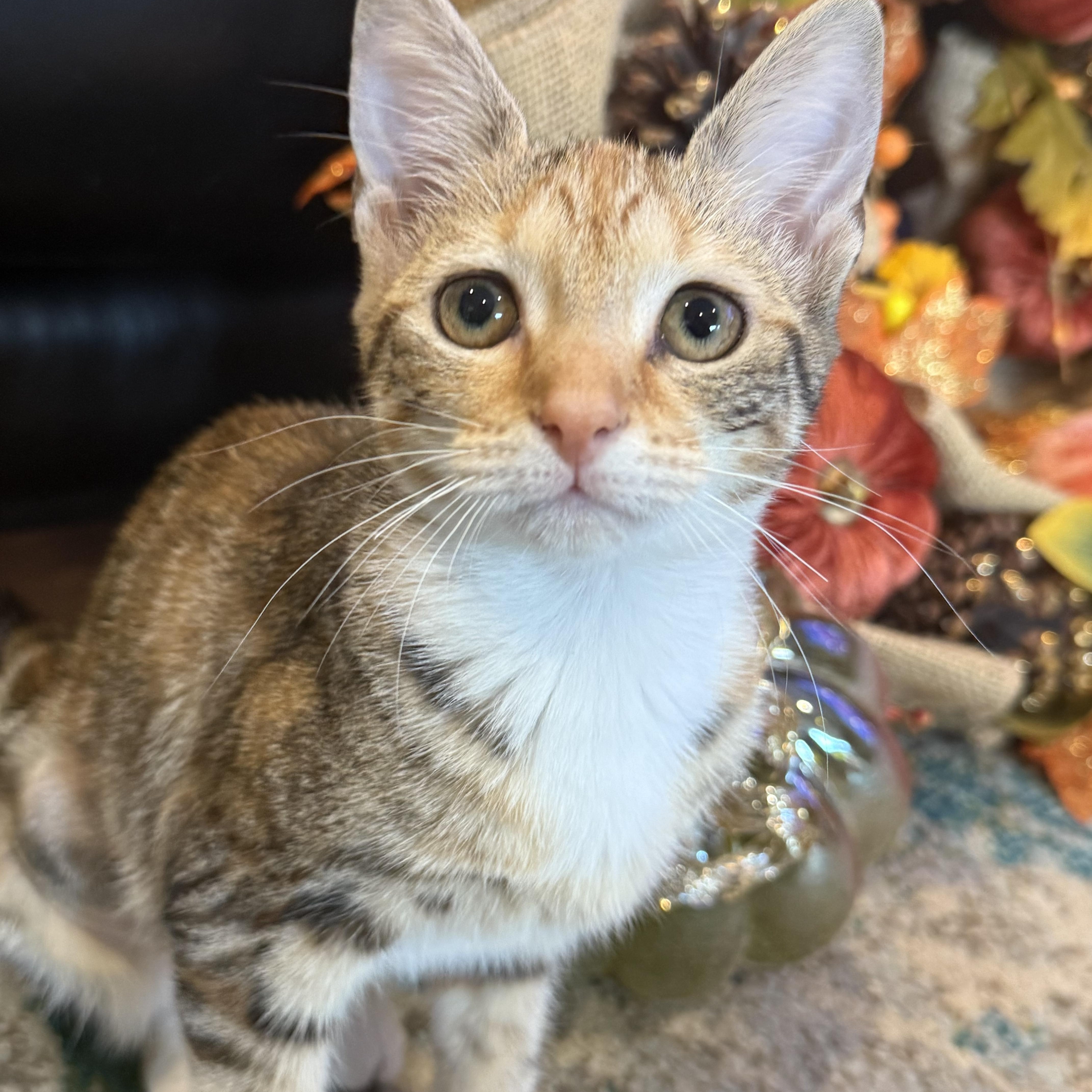 Blair, Adoptable, Kitten Female Domestic Short Hair.