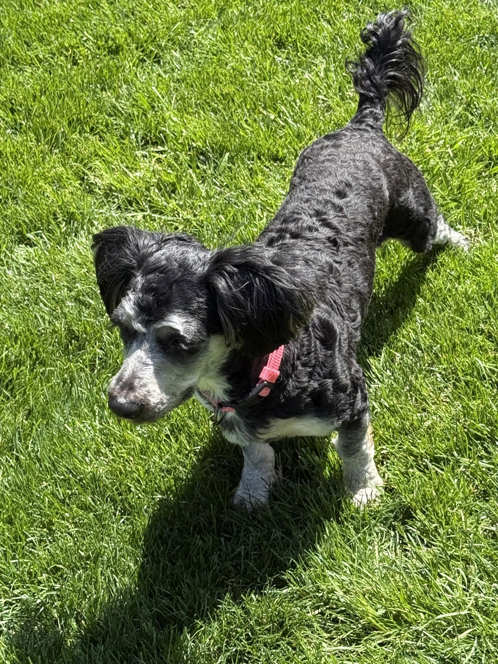 Rose, a Adopted mixed breed in Fort Wayne, IN image 1/3
