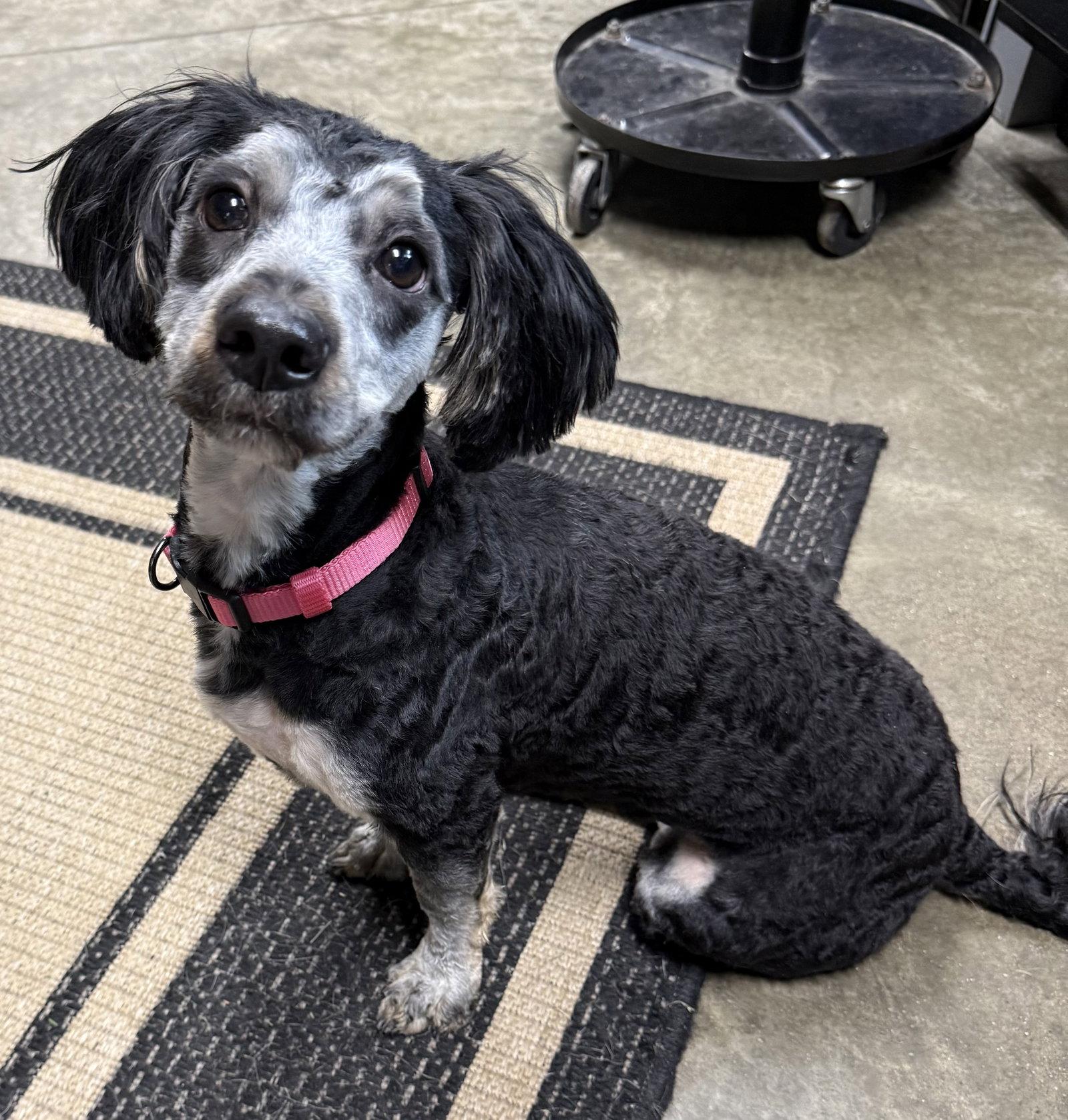 Rose, a Adopted mixed breed in Fort Wayne, IN image 3/3
