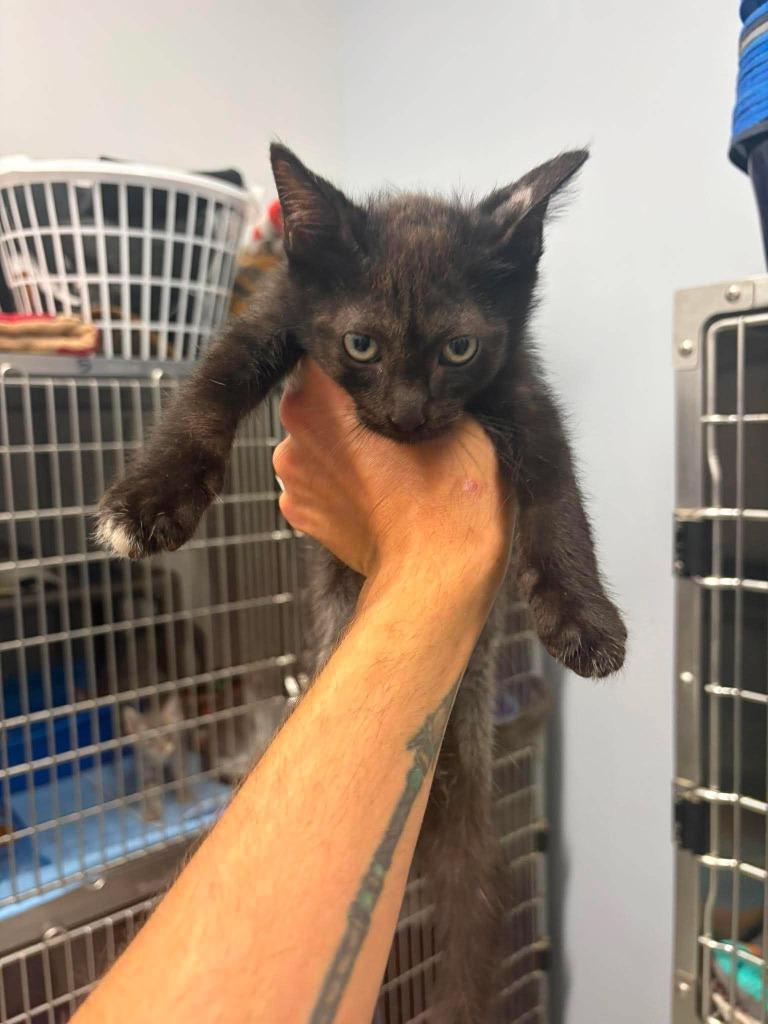 Hugo, Adoptable, Kitten Male Domestic Short Hair.
