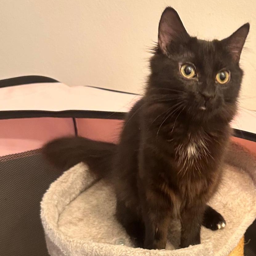 Enlarge Nori and Soba, an adopted American Shorthair in New York, NY image 2/5