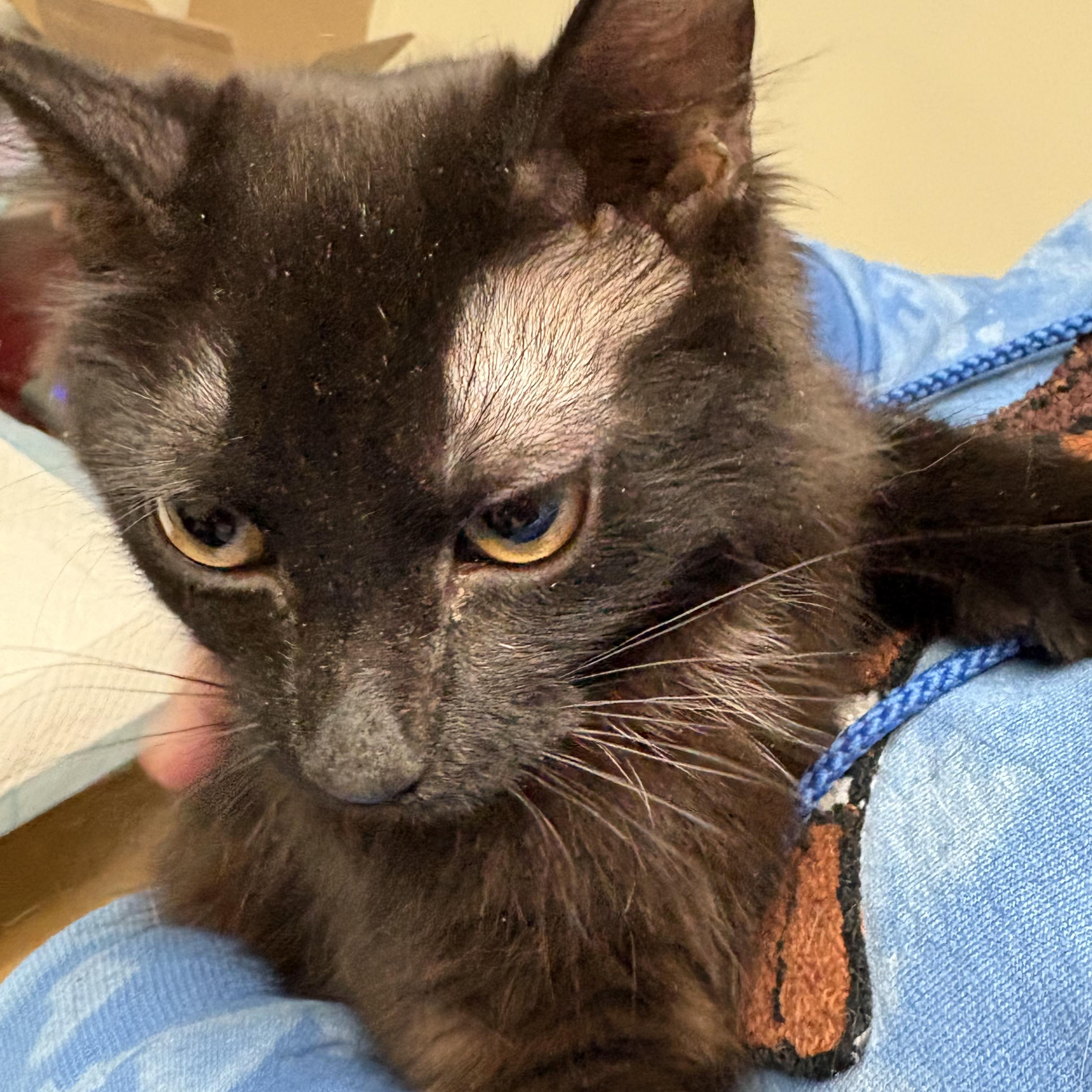 Enlarge Nori and Soba, an adopted American Shorthair in New York, NY image 5/5