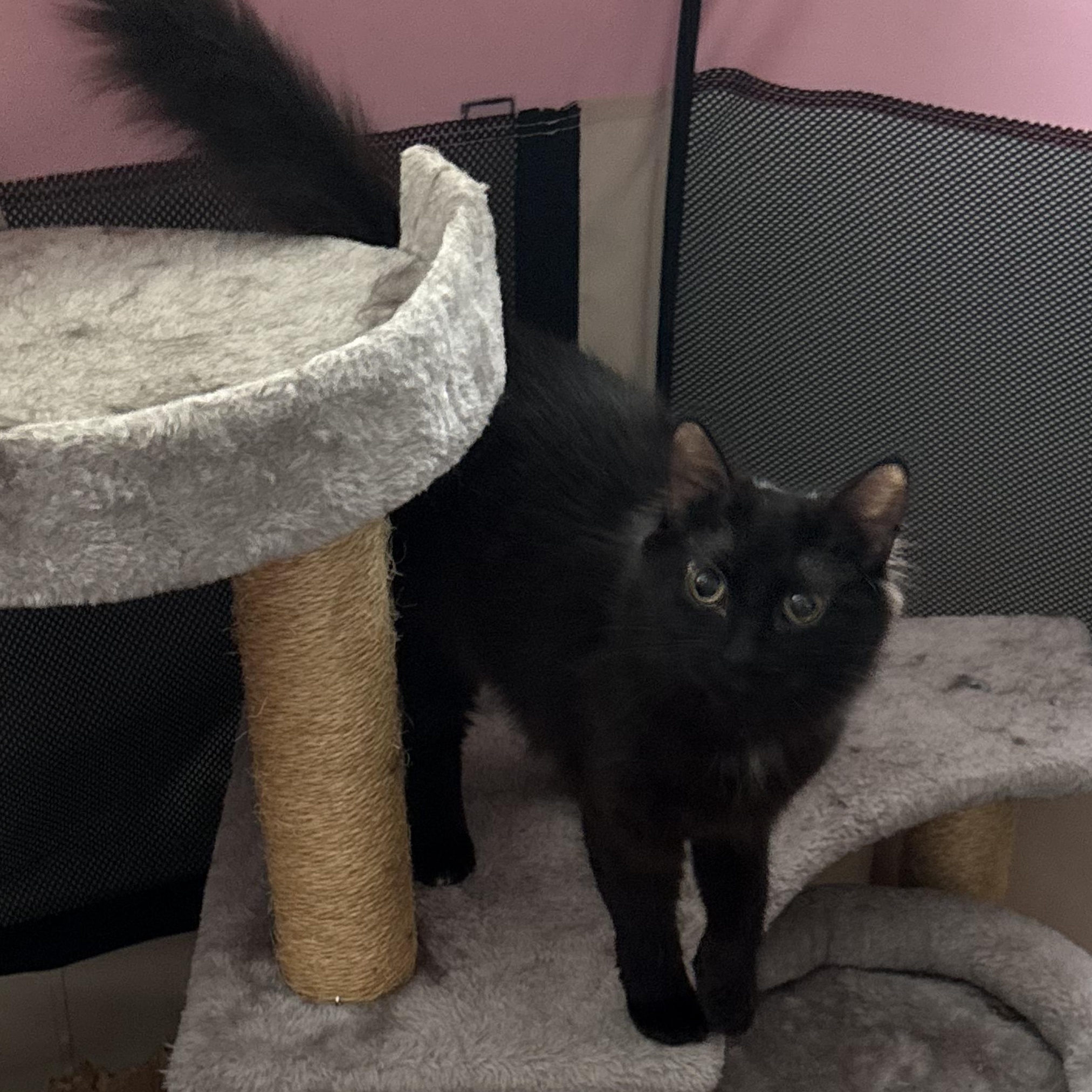 Enlarge Nori and Soba, an adopted American Shorthair in New York, NY image 4/5