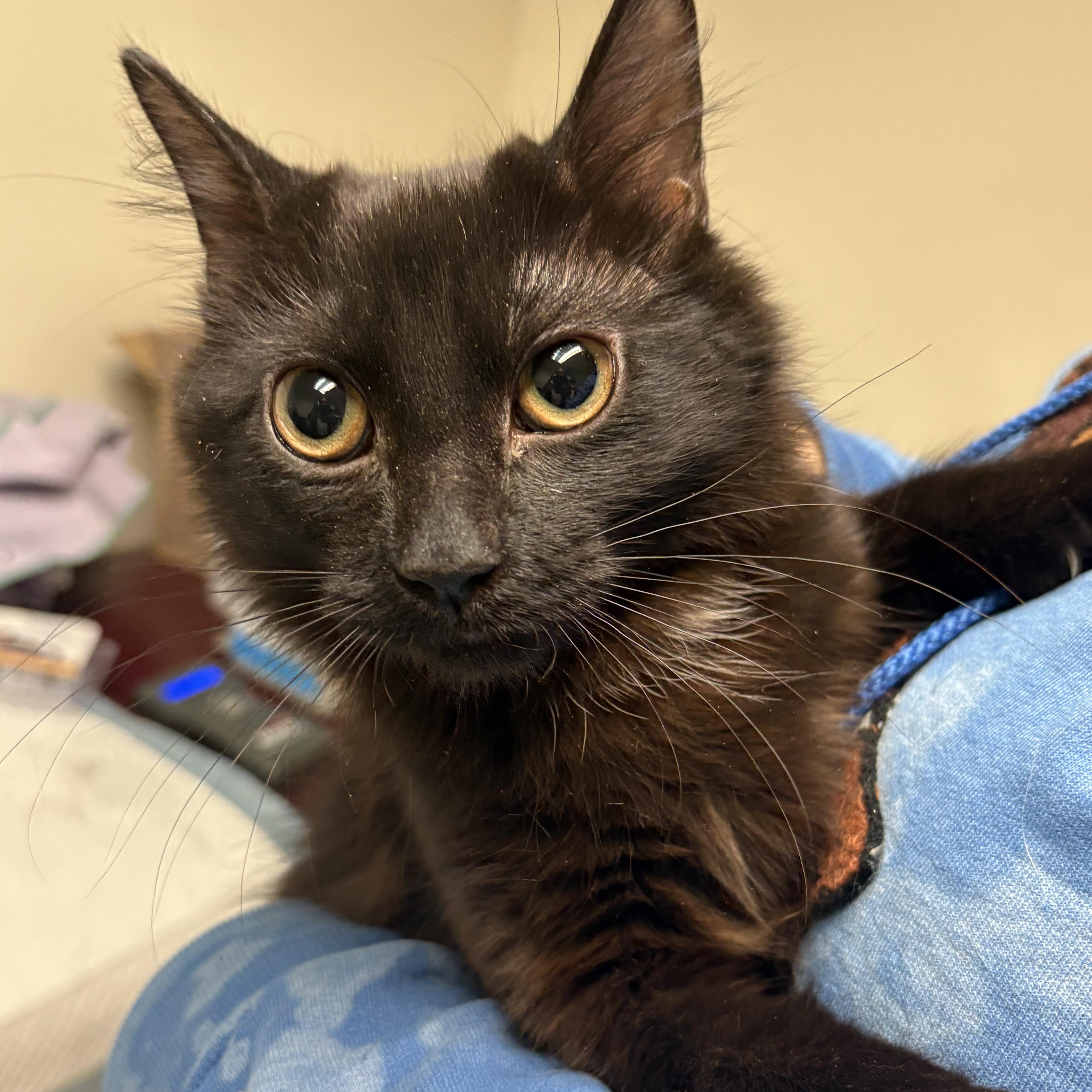 Enlarge Nori and Soba, an adopted American Shorthair in New York, NY image 3/5