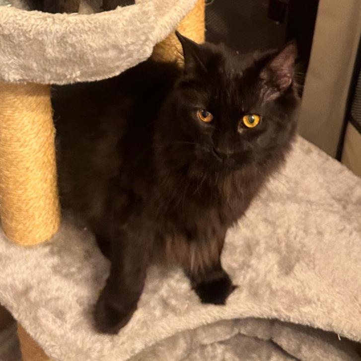 Nori and Soba, adopted, Kitten Female American Shorthair.