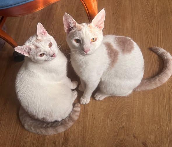 Polliwog and Tadpole, ADOPTABLE, Young Male Domestic Short Hair.