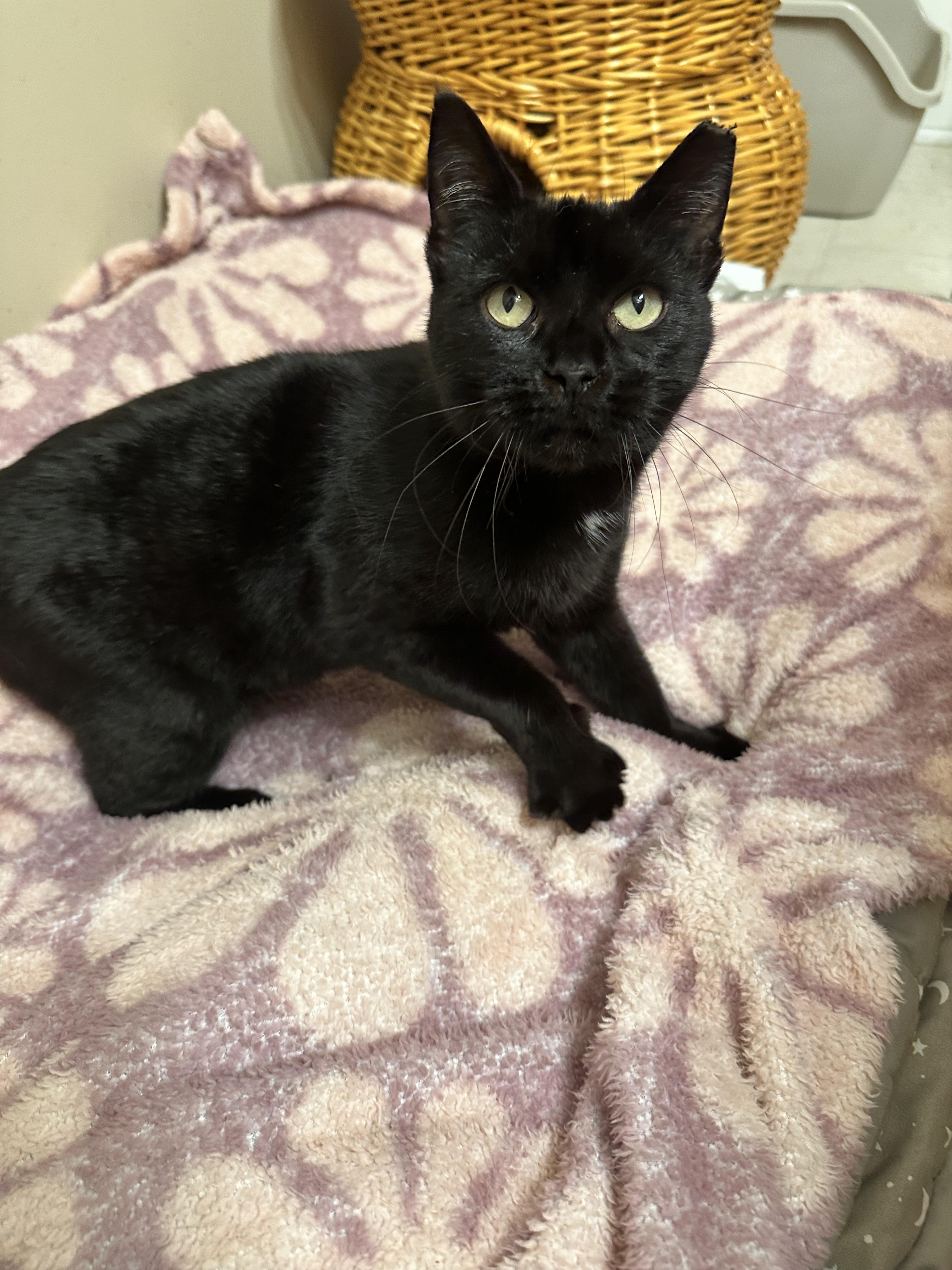 Pillsbury, a ADOPTABLE Domestic Short Hair image 1/4