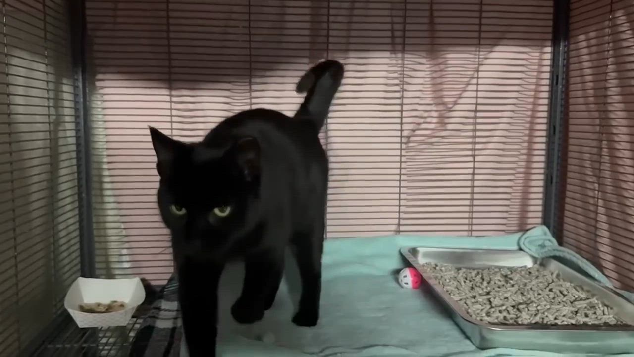Enlarge Pillsbury, a ADOPTABLE Domestic Short Hair video 2/4