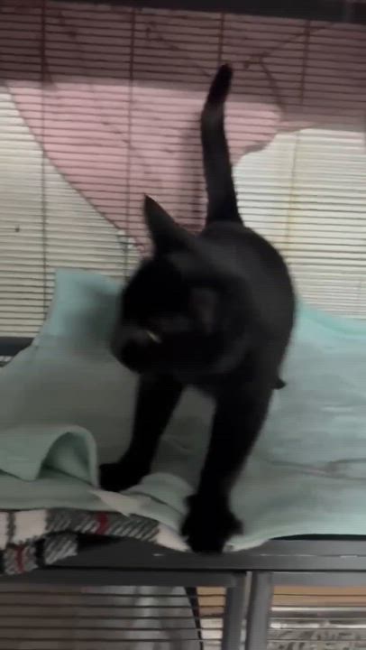 Enlarge Pillsbury, a ADOPTABLE Domestic Short Hair video 3/4