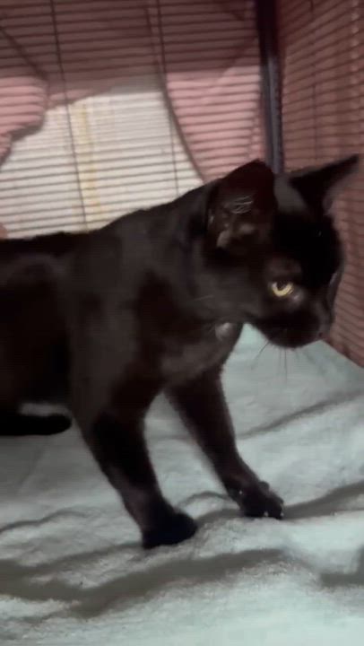 Enlarge Pillsbury, a ADOPTABLE Domestic Short Hair video 4/4